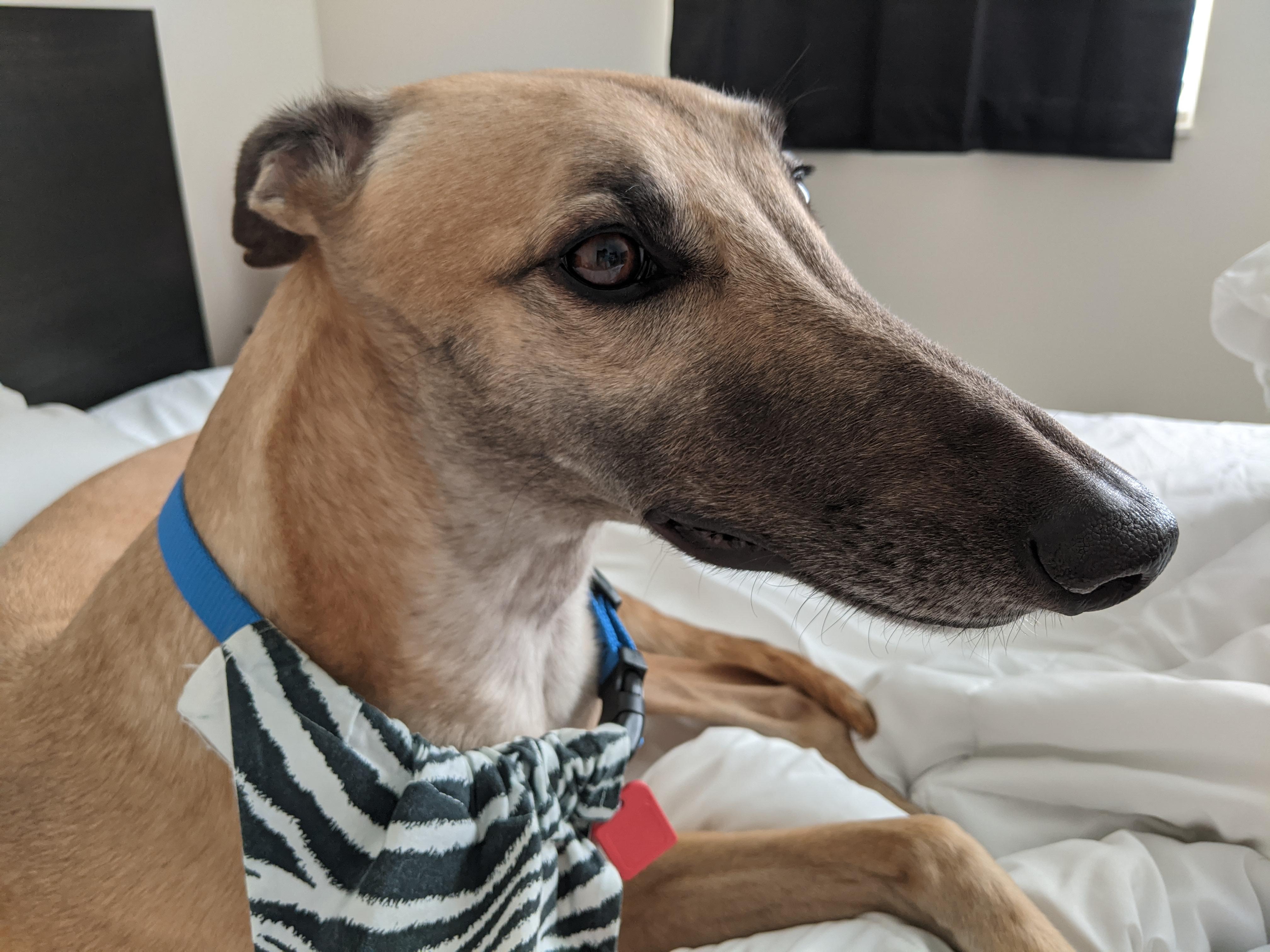 I still can't get over just how much nose is on a grey, it sticks off