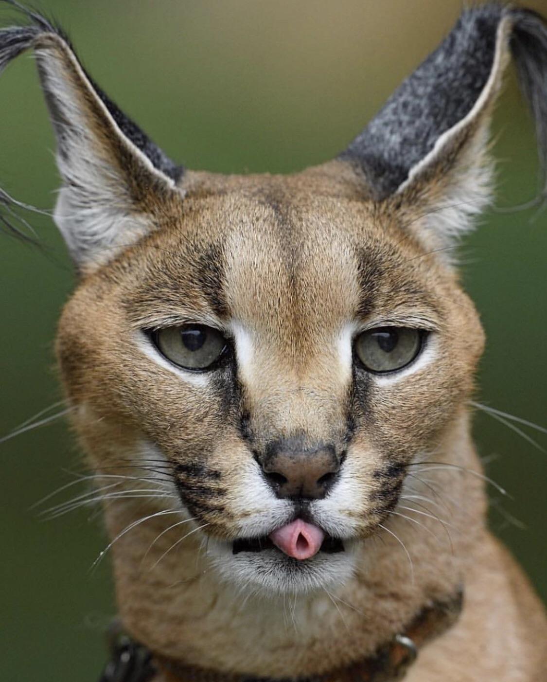 Today’s mlep brought to you by this caracal r/cats