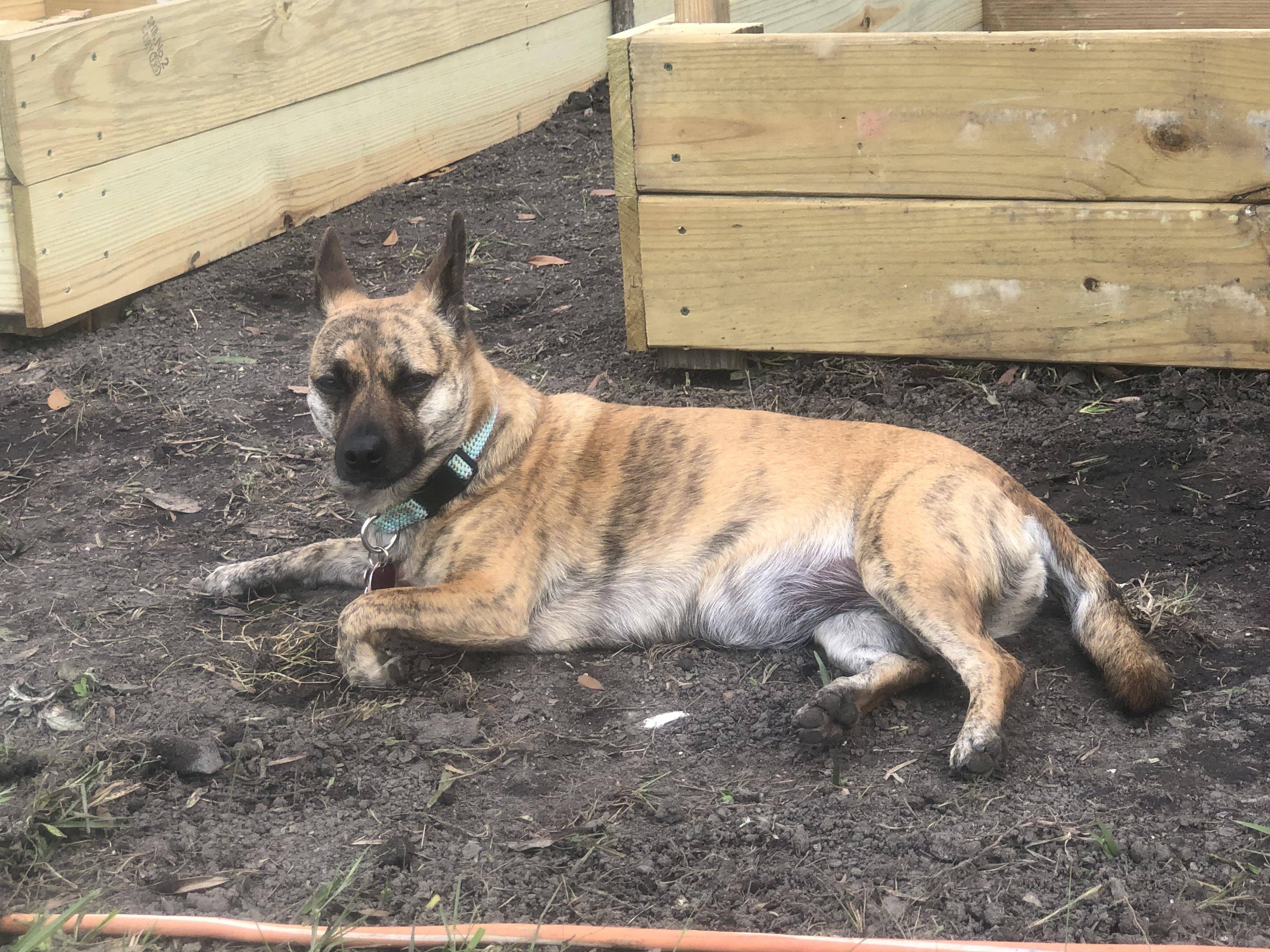 An American Eskimo dog/chihuahua/Boston terrier/German