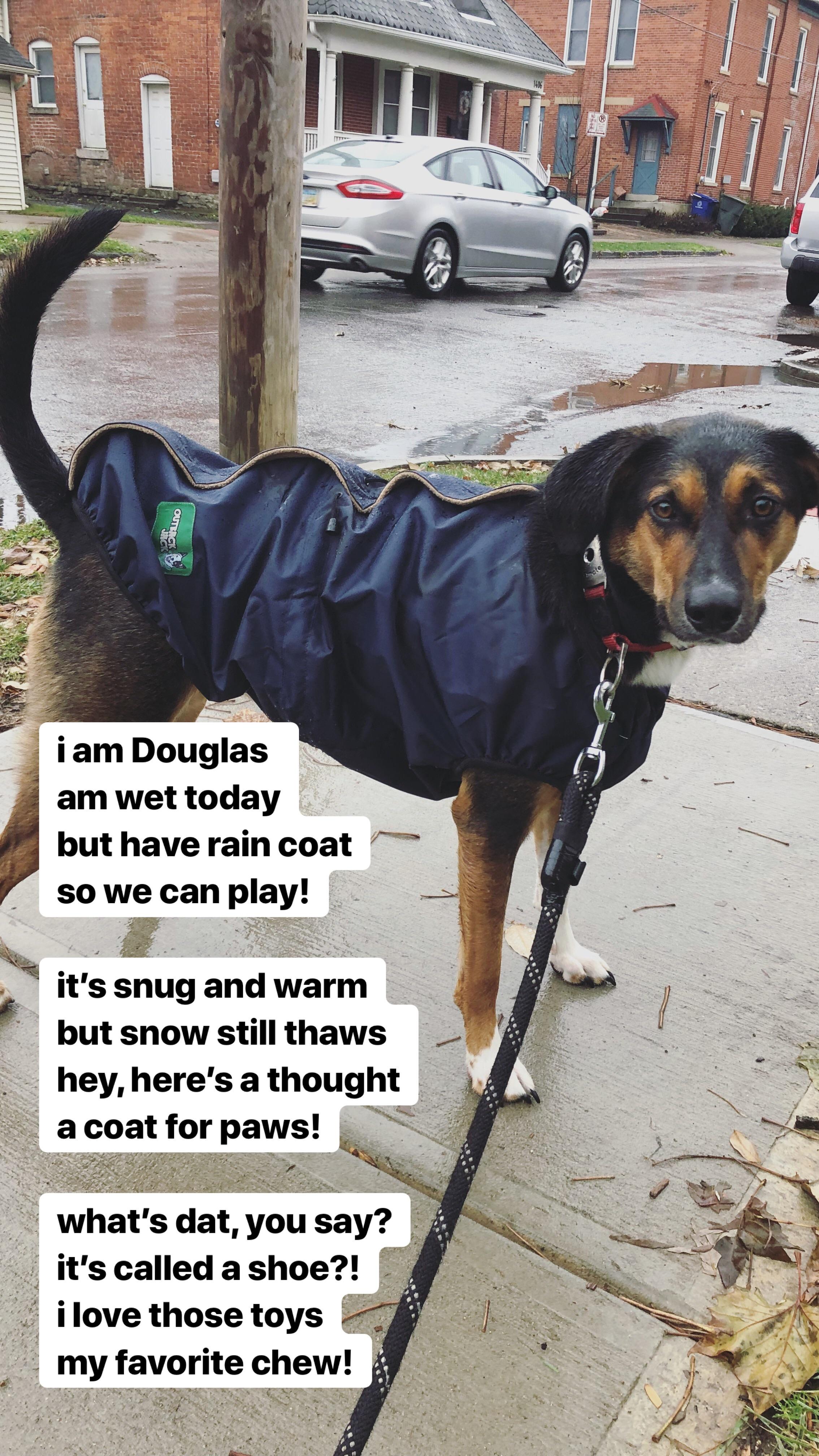 Are Shoes Bad For Dogs