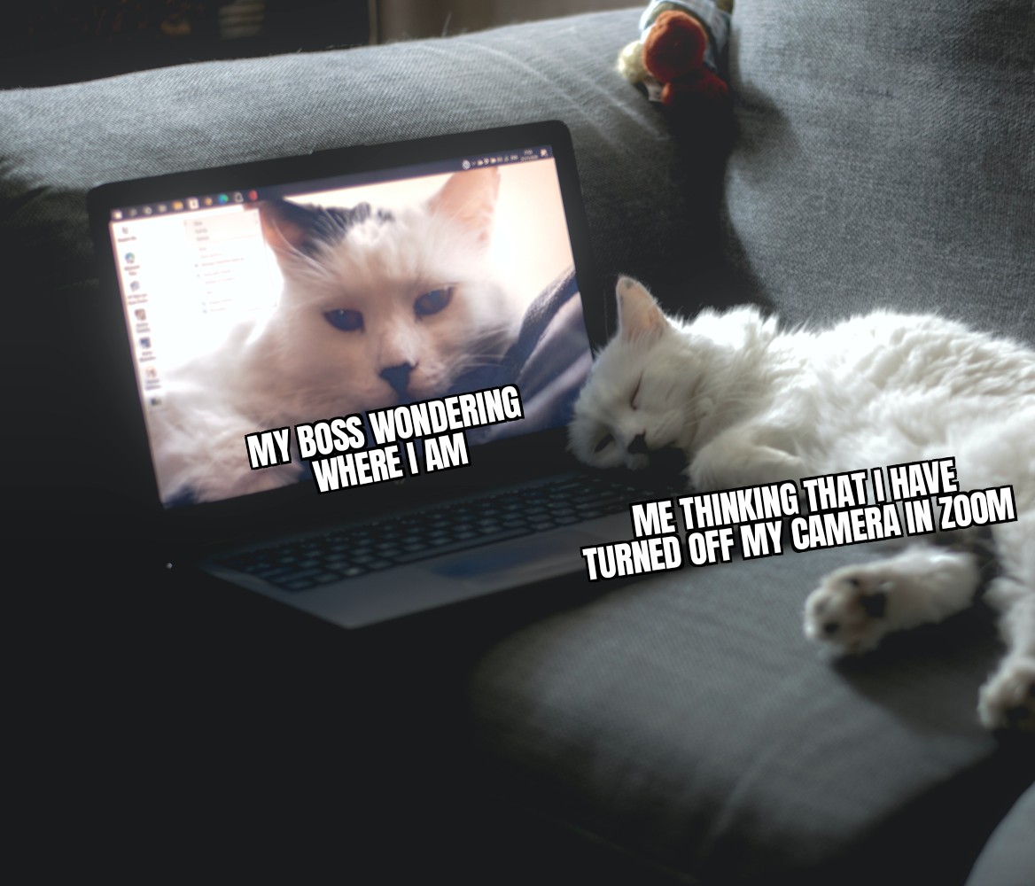 Zoom be like r/Catmemes