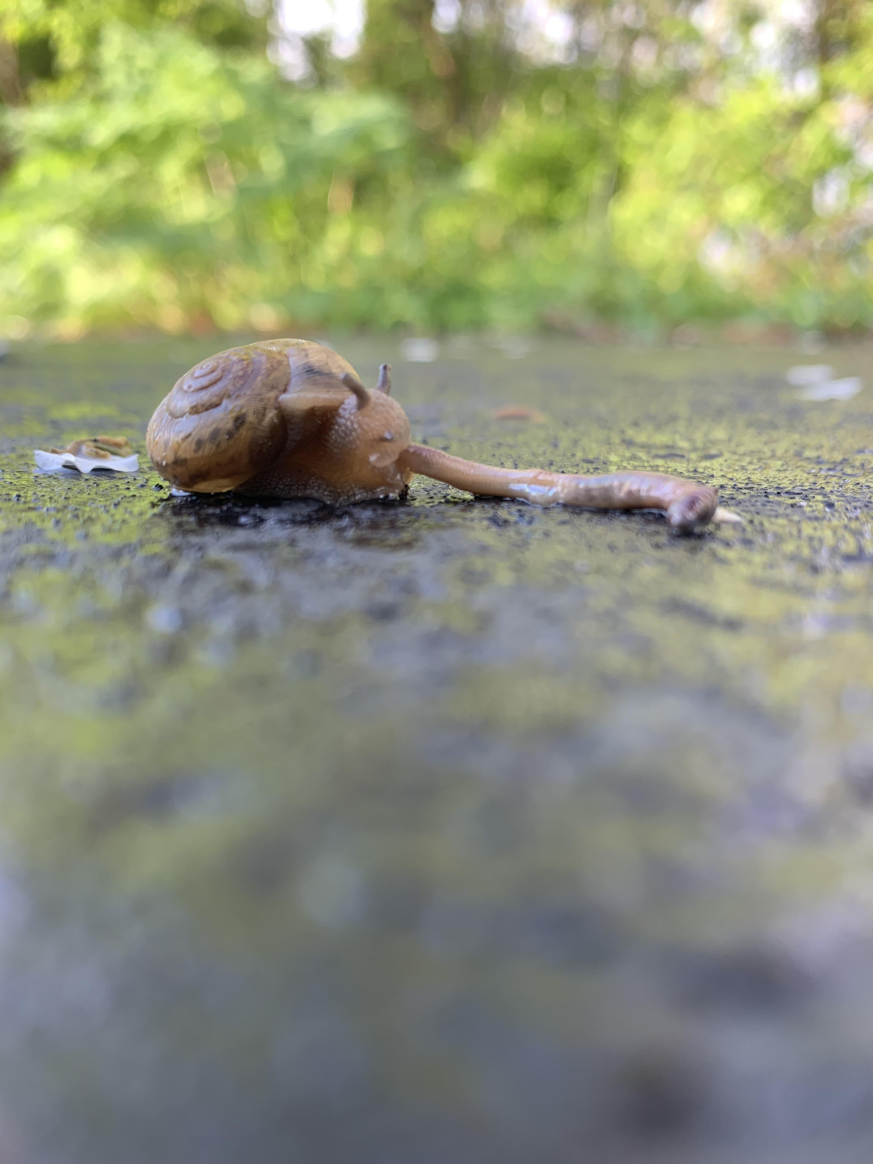 Snail eating an earthworm r/natureismetal