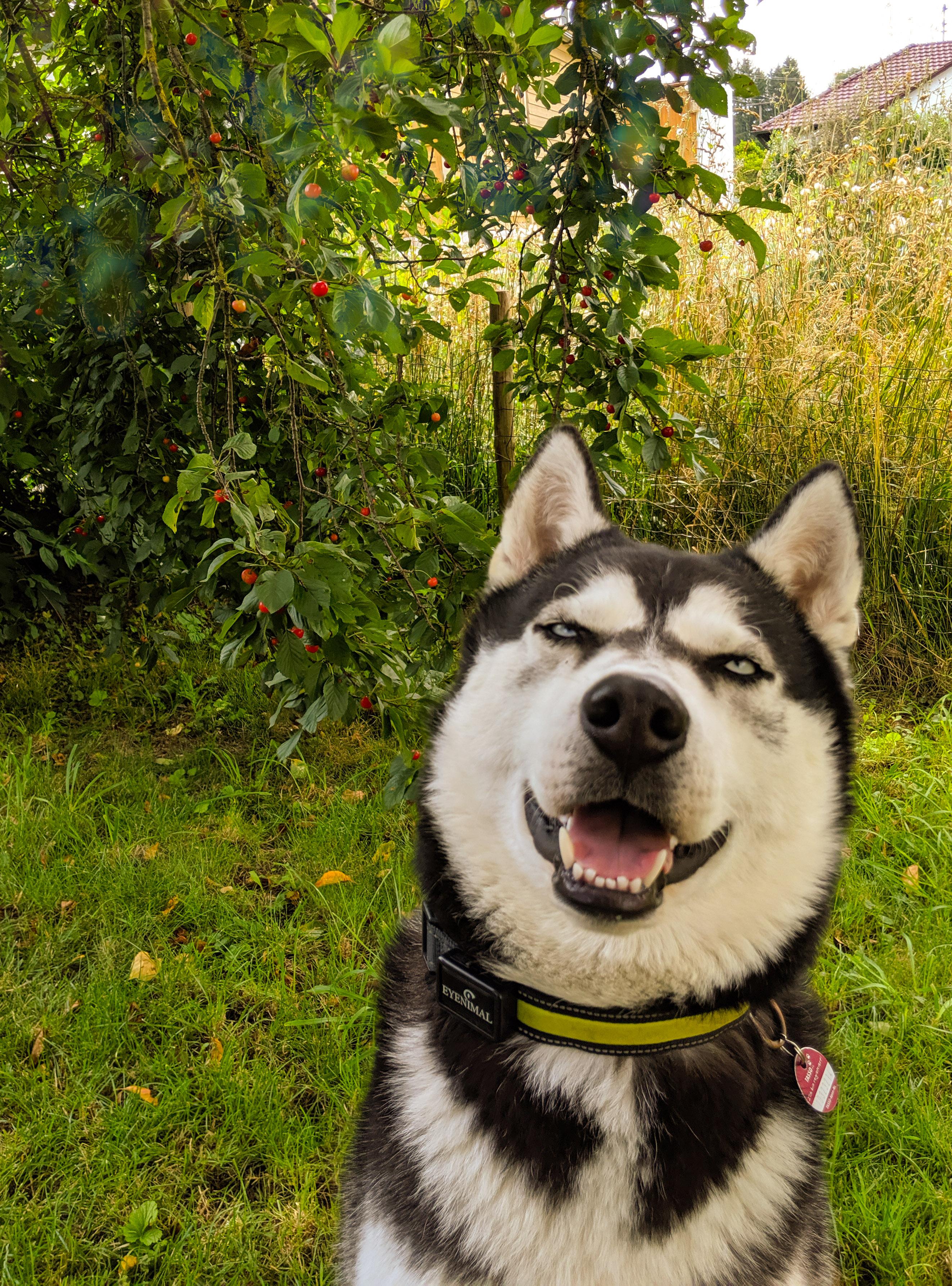 🎶Husky howl.. 'it's just another cherry treeeeooooooooo' 🎶 r/husky
