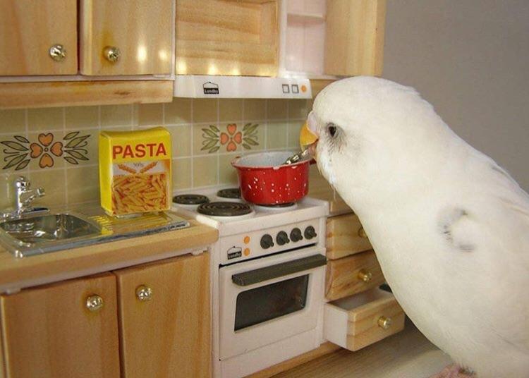 What is this? A bird cooking a nice pasta based meal for his fiancé in