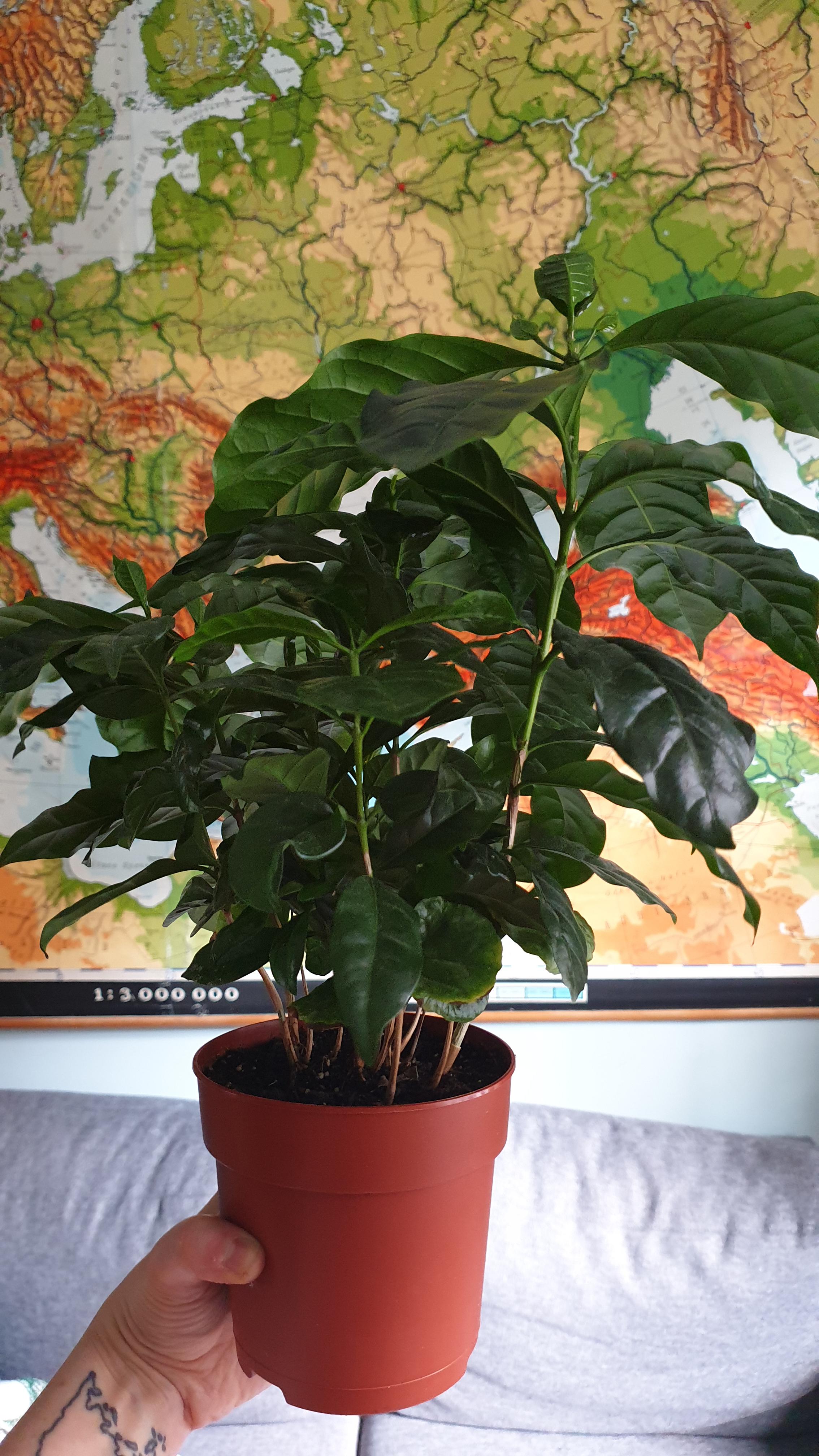 Thriving coffee plant! But does it need repotting? r/plantclinic