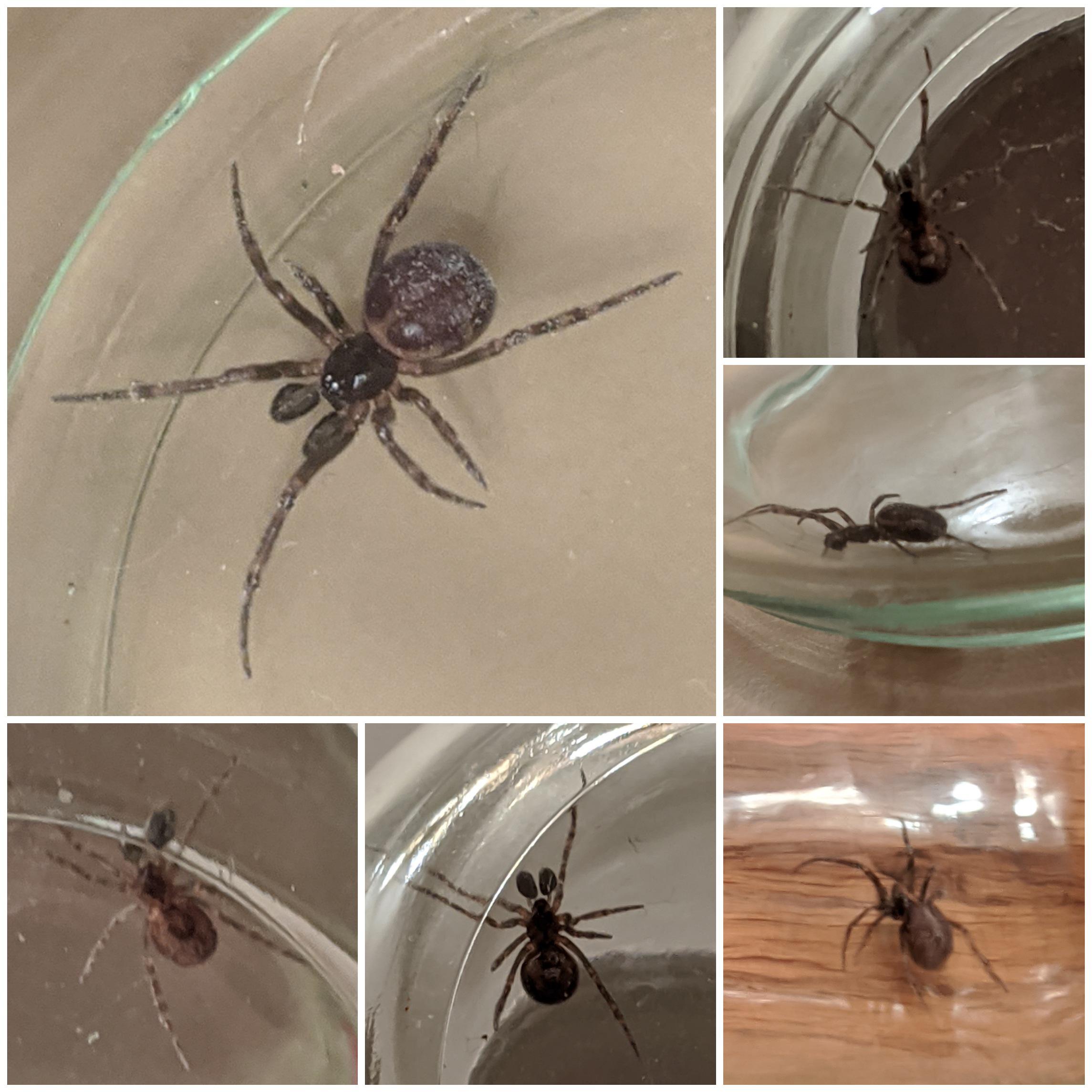 Found in ohio, need ID (90 sure the white specs are dust) r/spiders