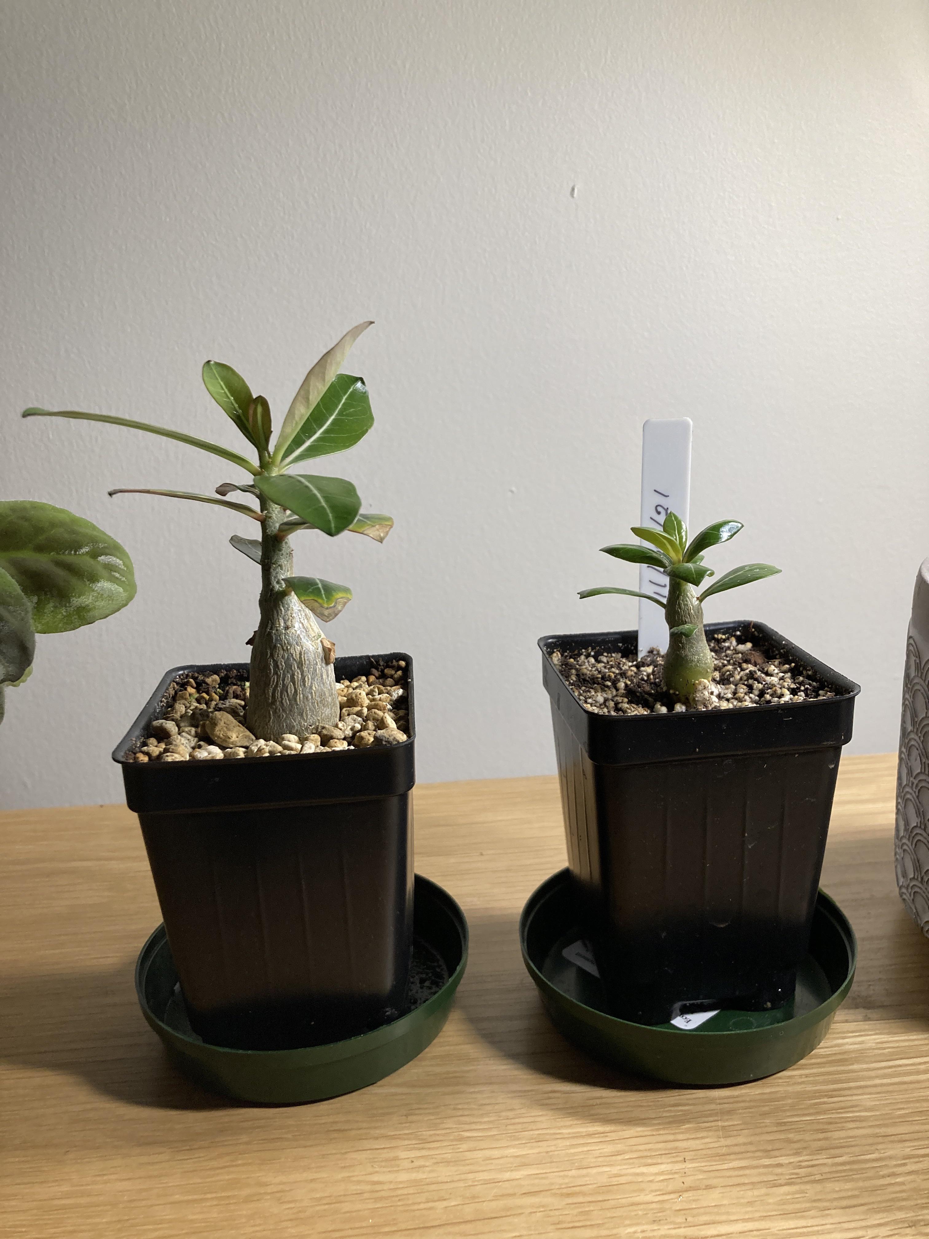 How to take care of my new desert rose seedlings? houseplants