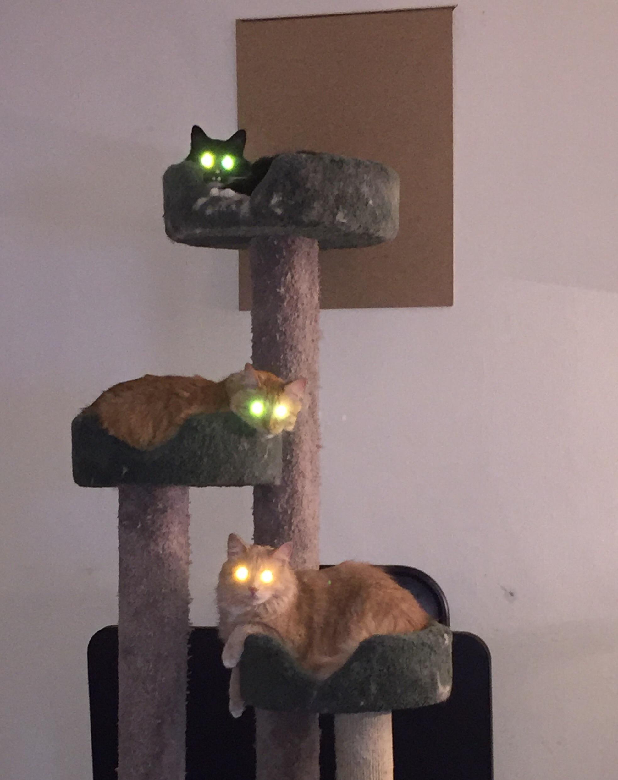 524 best Laser Cat images on Pholder Laser Eyed Cats, Cats and Pics