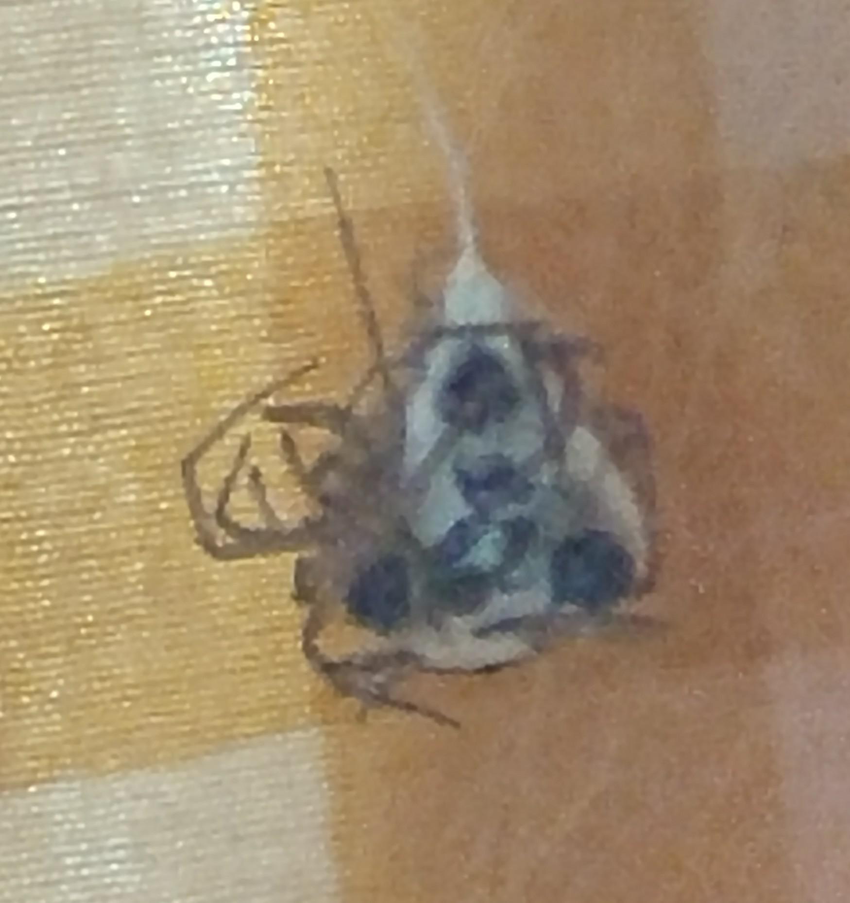 Best decorated giant house spider egg sac ever! 😁 r/spiders