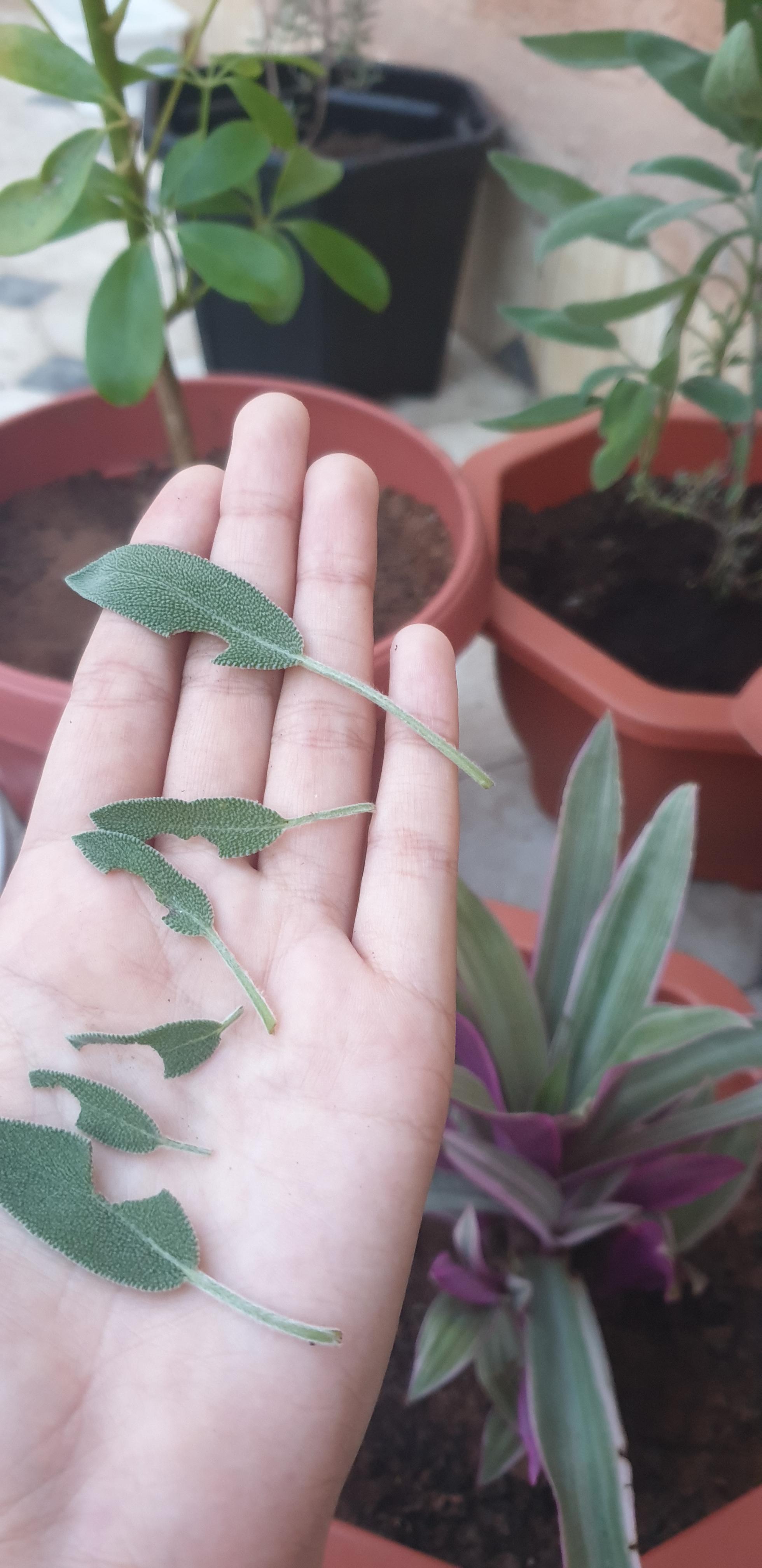 What's eating my sage?? r/plants
