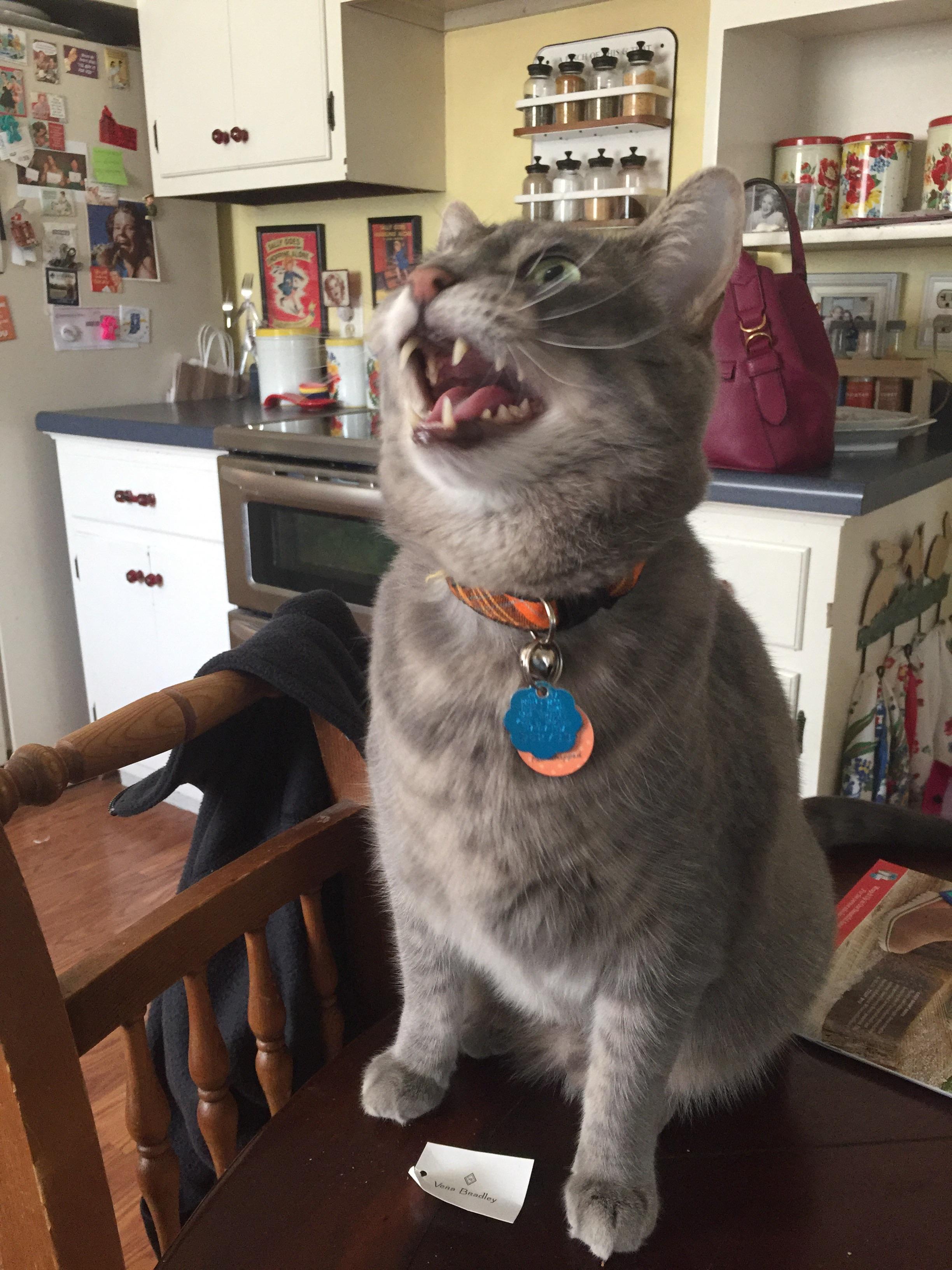 Meow Christmas Carols He wanted to sing me Christmas carols. Meow meow meow. teefies