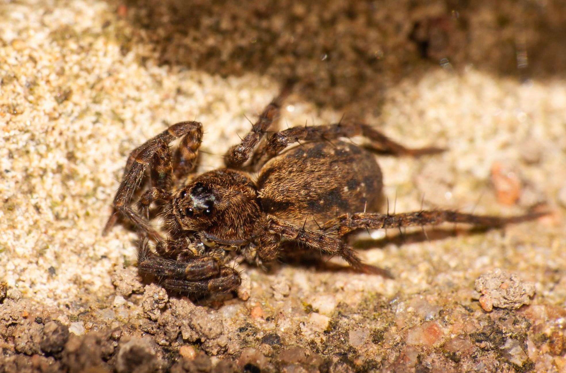 A juvenile Pardosa sp. (wolf spider) basking in the sun. r/spiders
