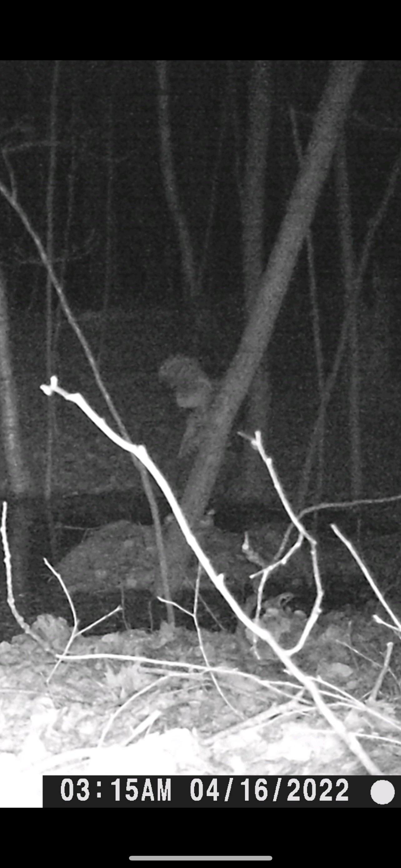 What is this?!?! Caught on trail cam in western Michigan