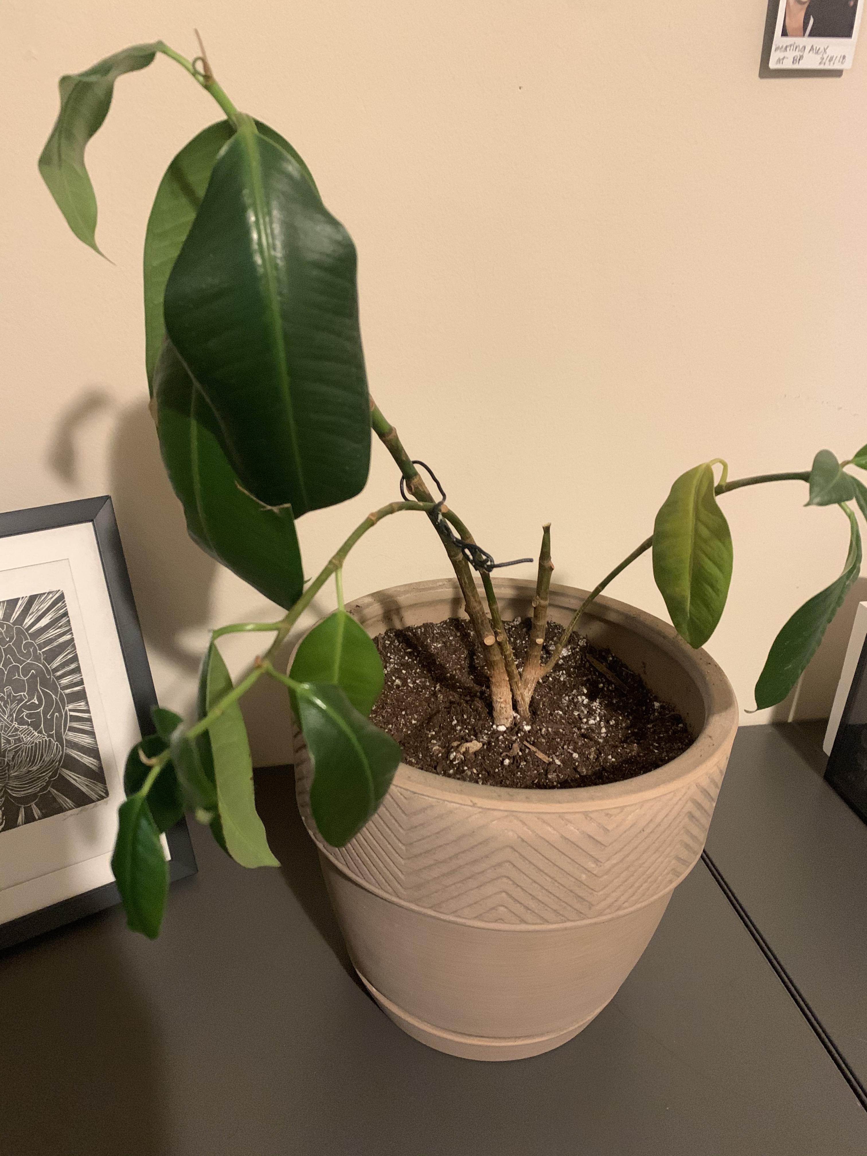 My rubber plant is dropping and some leaves are yellowing. What’s wrong with my plant? r