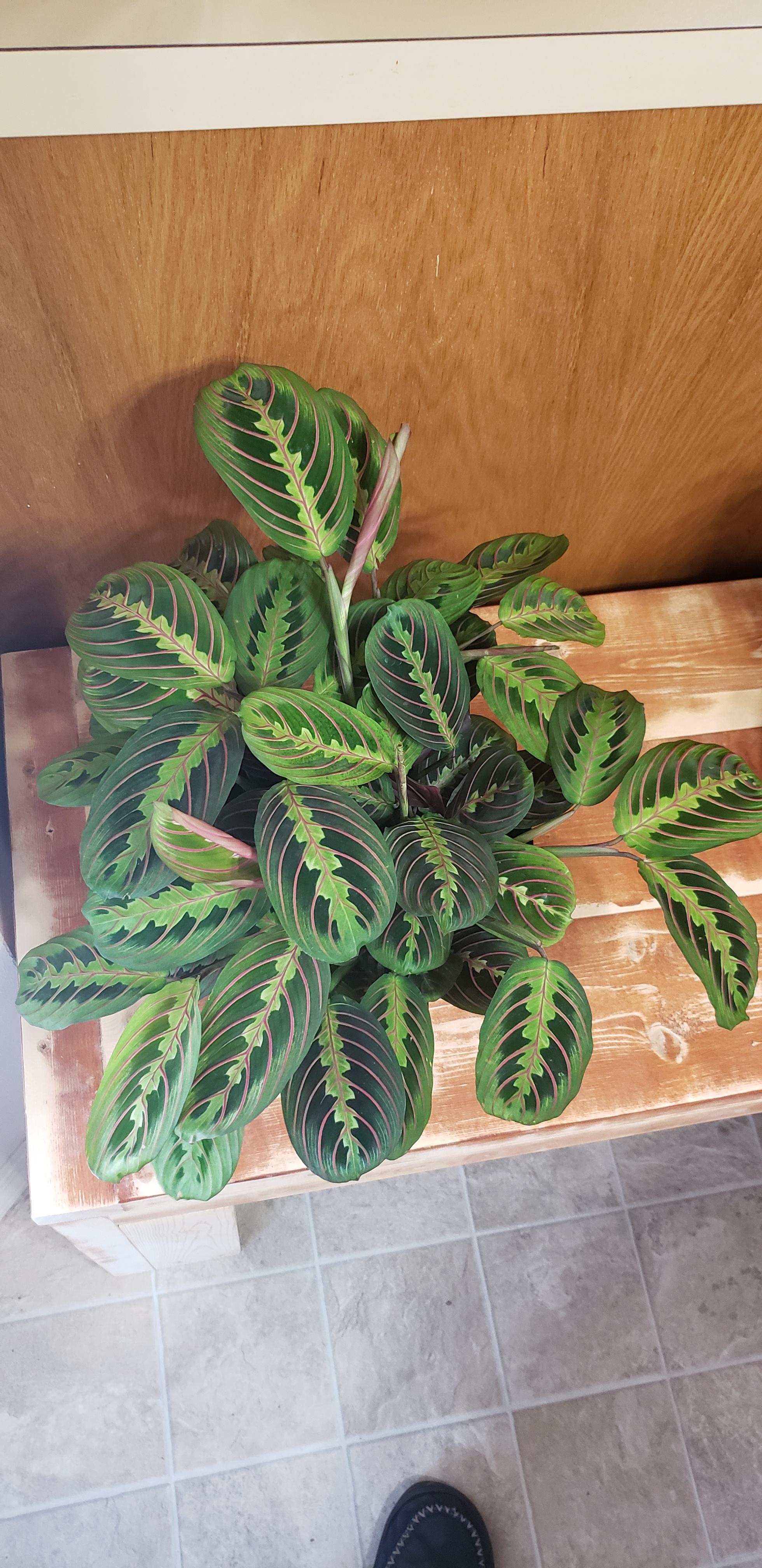 Just picked up this prayer plant. Wondering if she needs a bigger pot