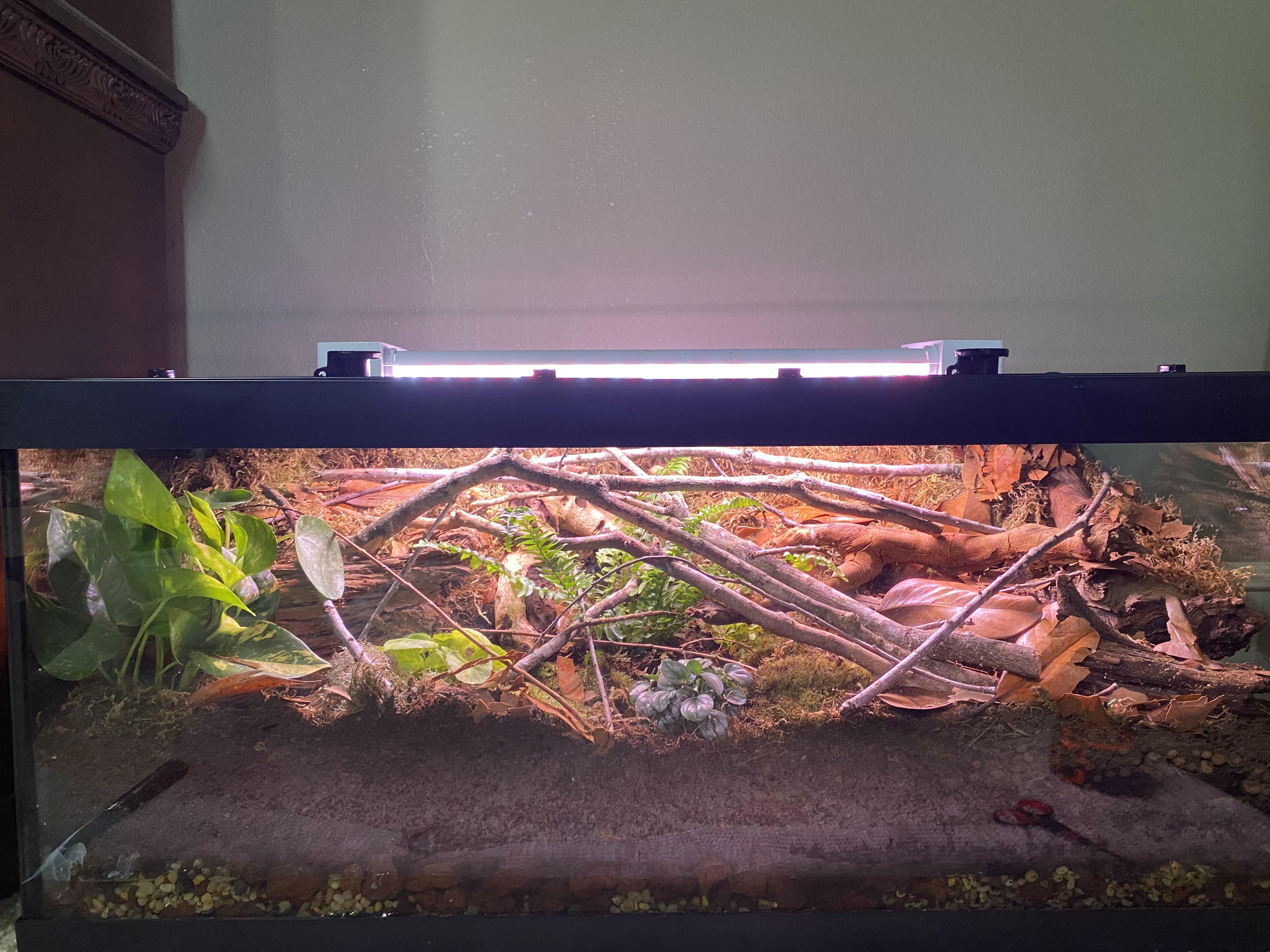 40 gallon planted terrarium I made with a nice false bottom and a