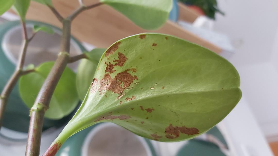 what's wrong with my American rubber plant? definitely looks like pest