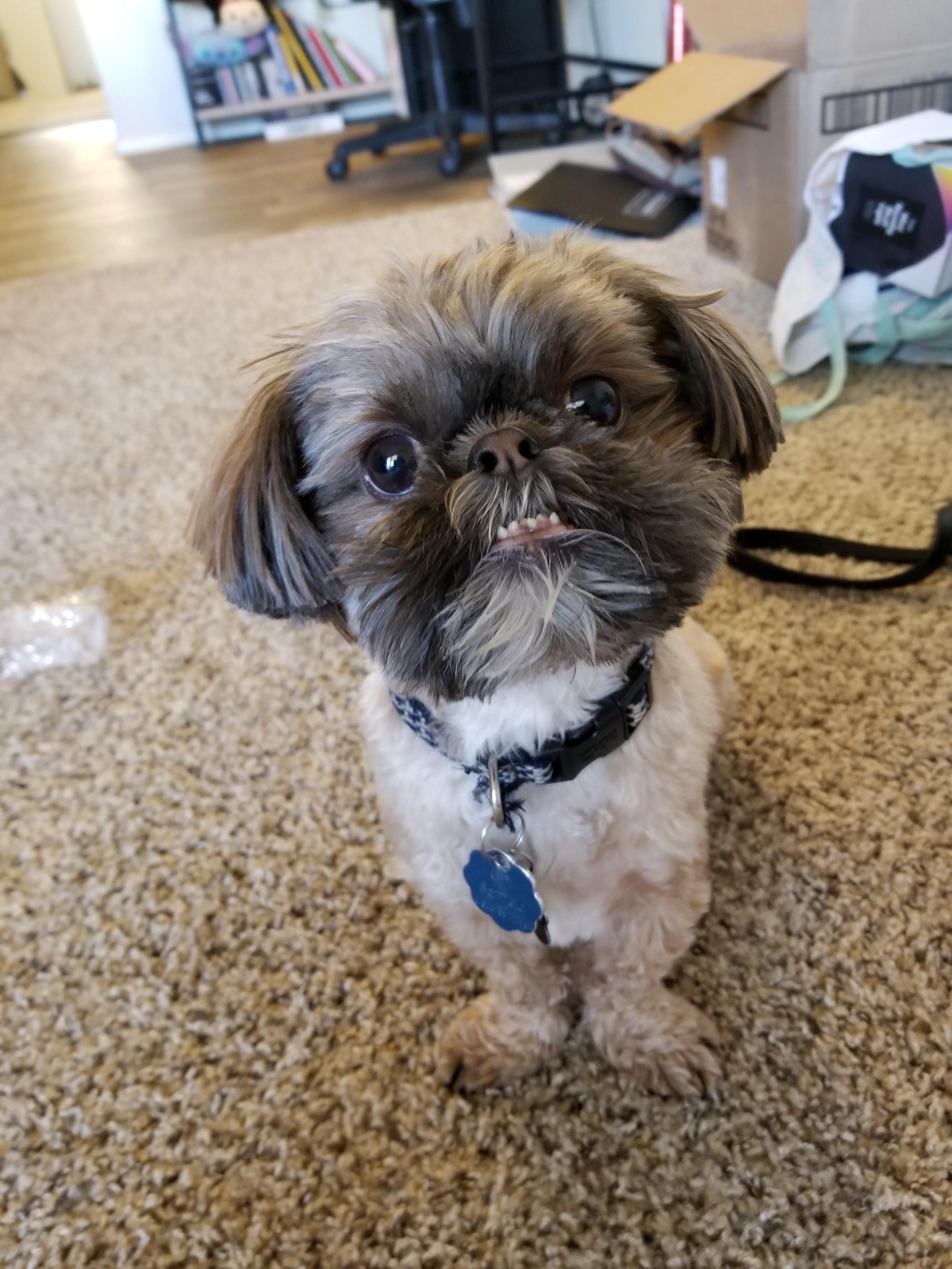 Do Most Shih Tzus Have An Underbite Shih Tzu Dog