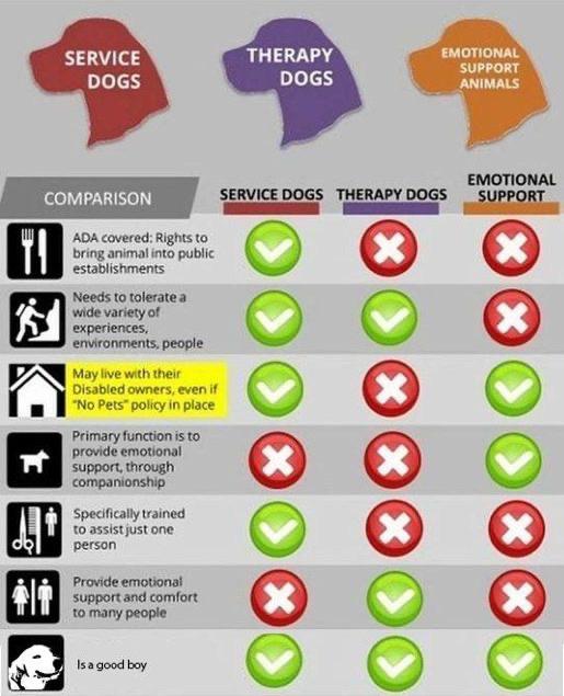 Differences between Emotional Support Dogs, Therapy Dogs, and Service Dogs. coolguides