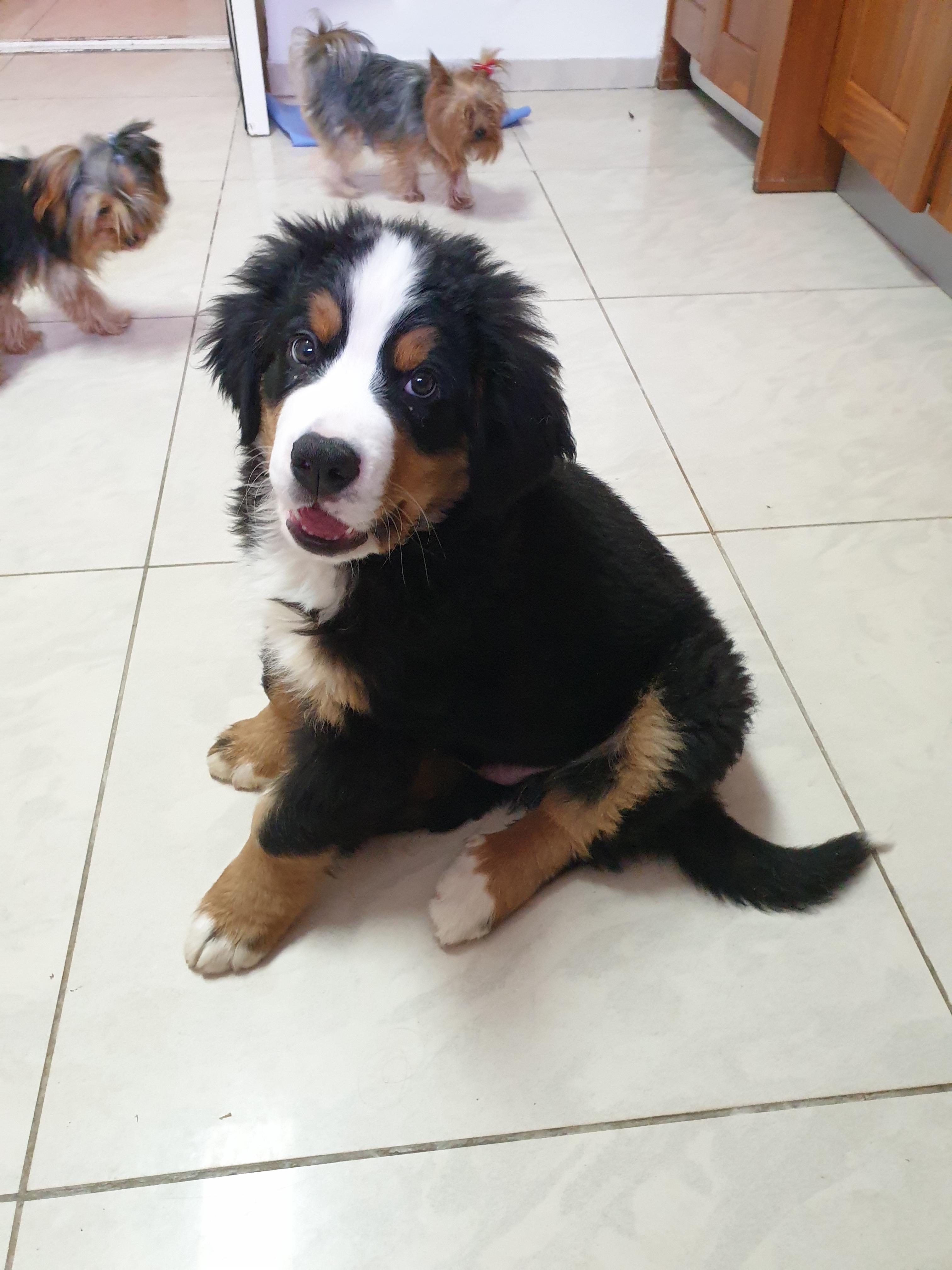 Parents got a new kid. meet Winston a 3 months old bernese mountain