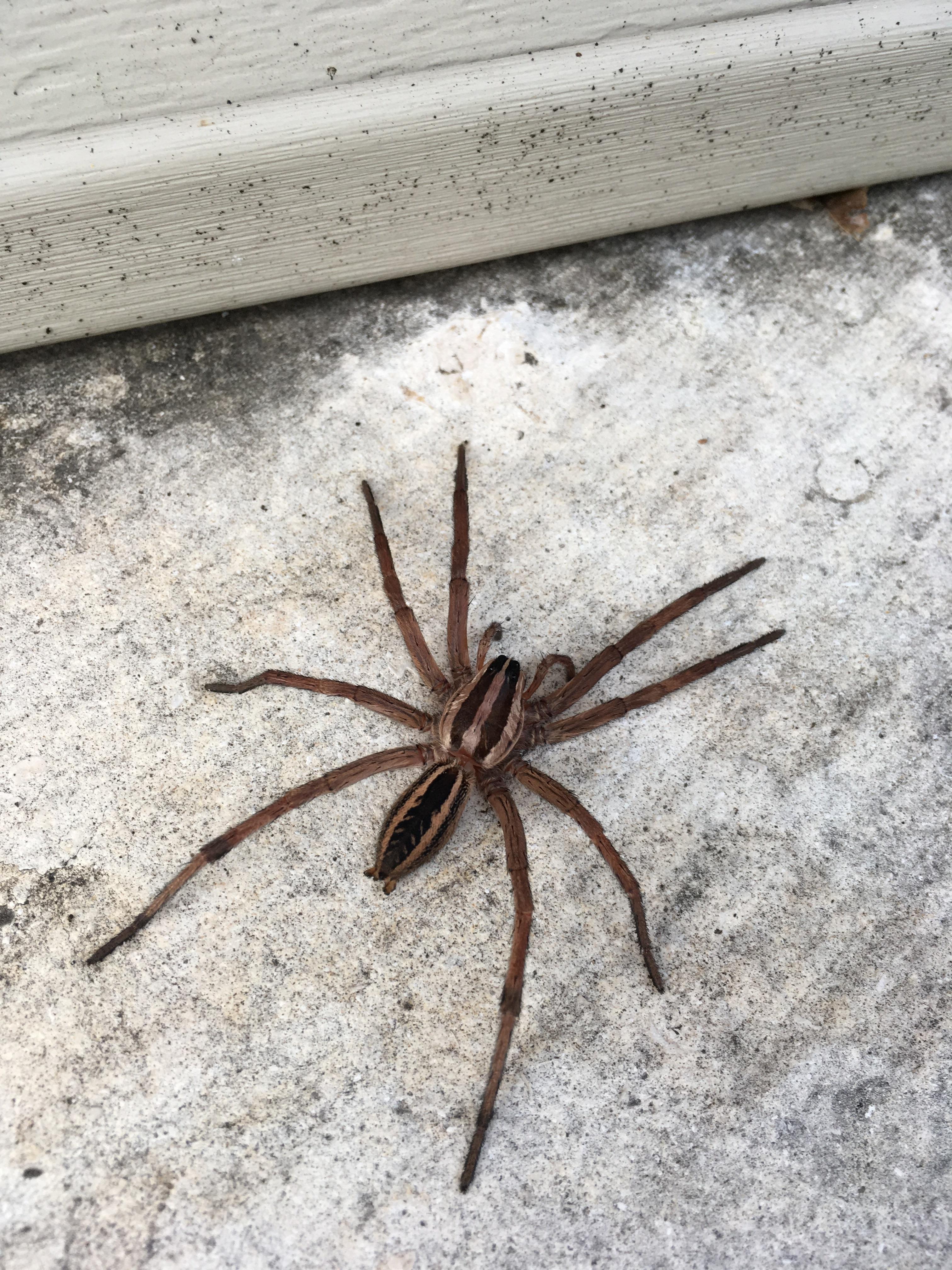 What kind of spider is this? Austin