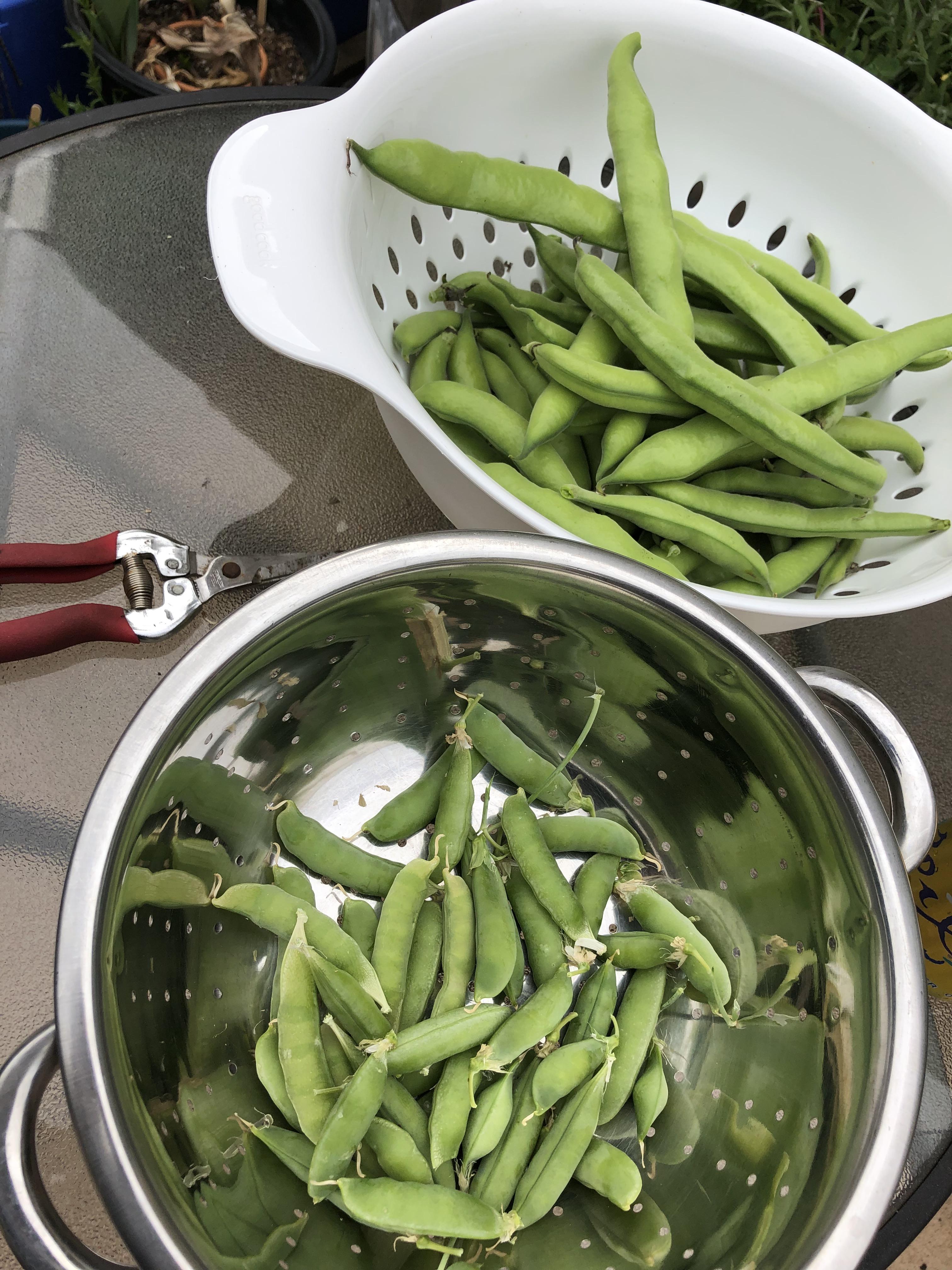 Harvesting my winterplantes favs beans and snow peas on the SF