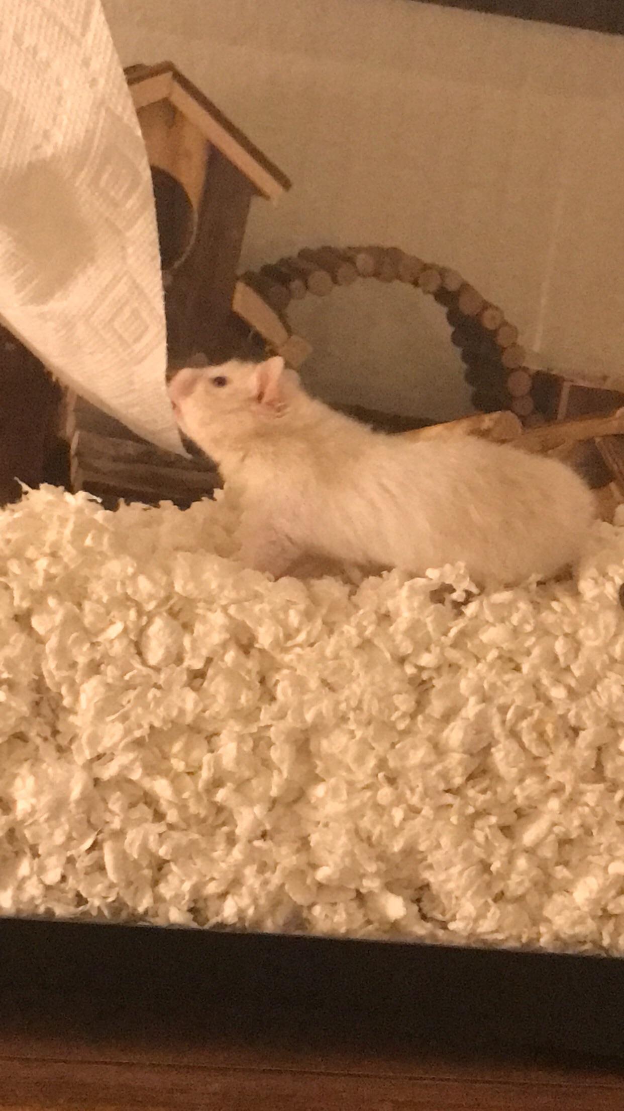 Our new baby (haven’t decided a name yet) investigating a piece of