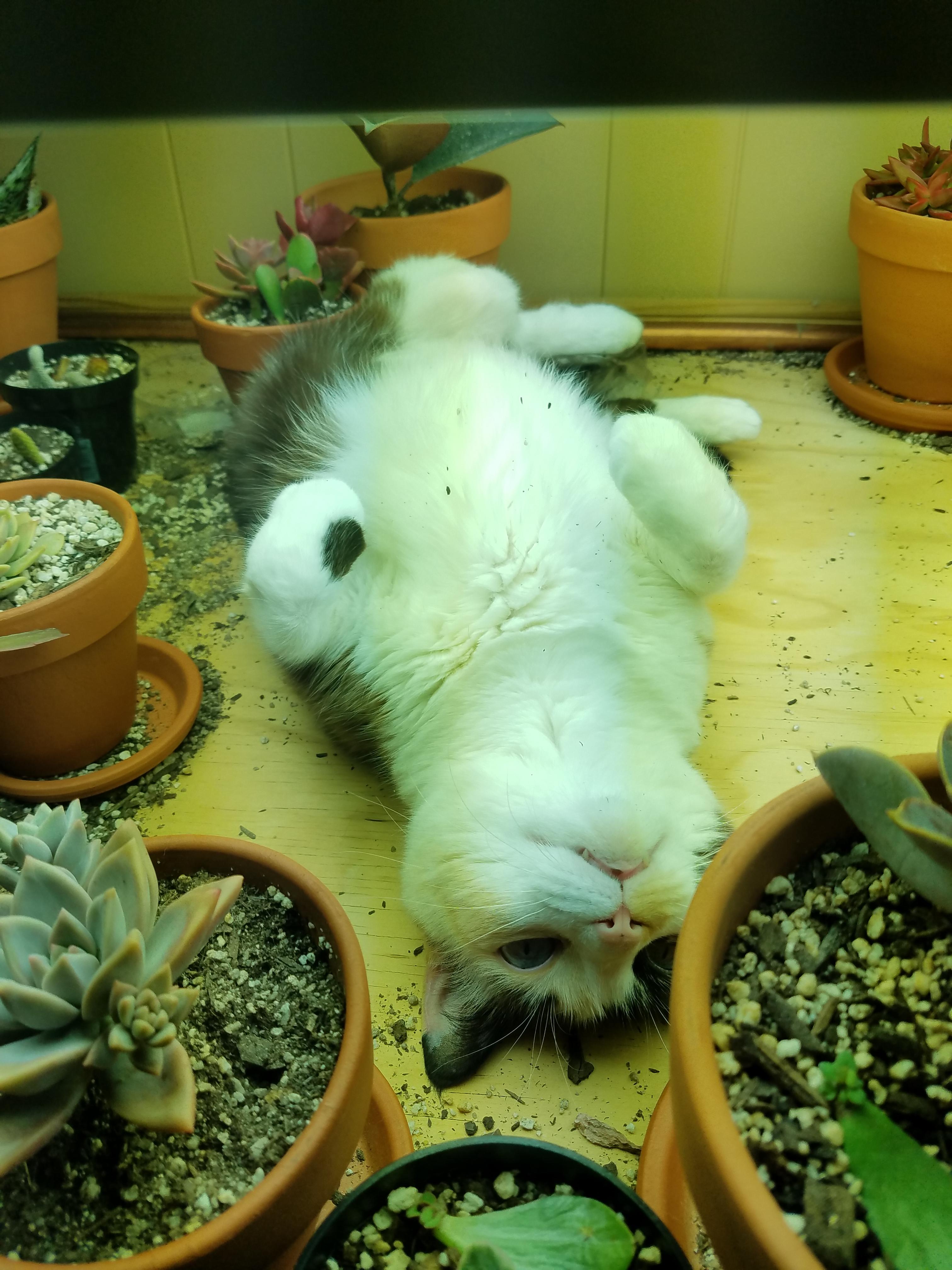 My cat loves succulents too! r/succulents