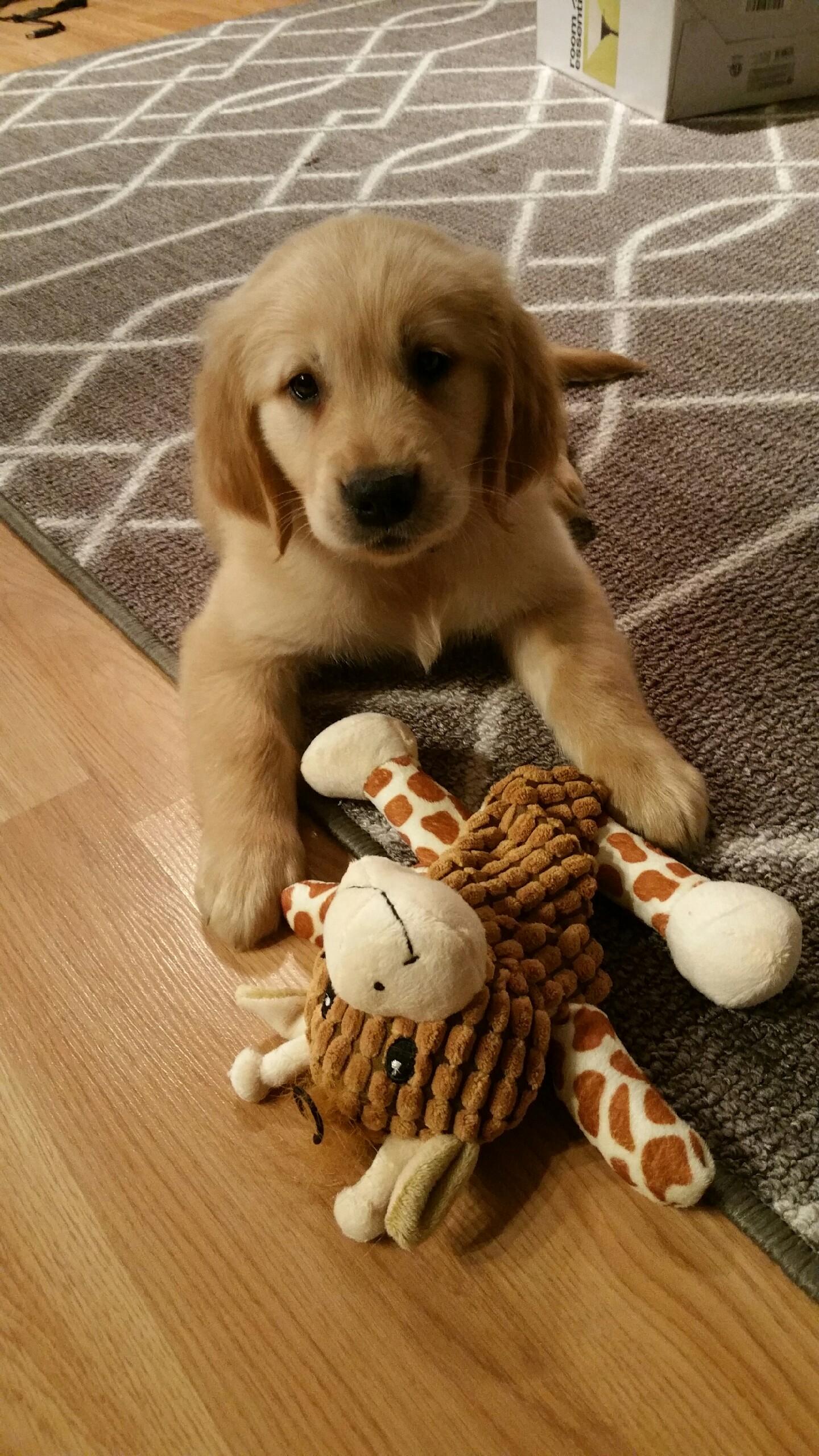 Puppy when he was only 8 weeks old! aww