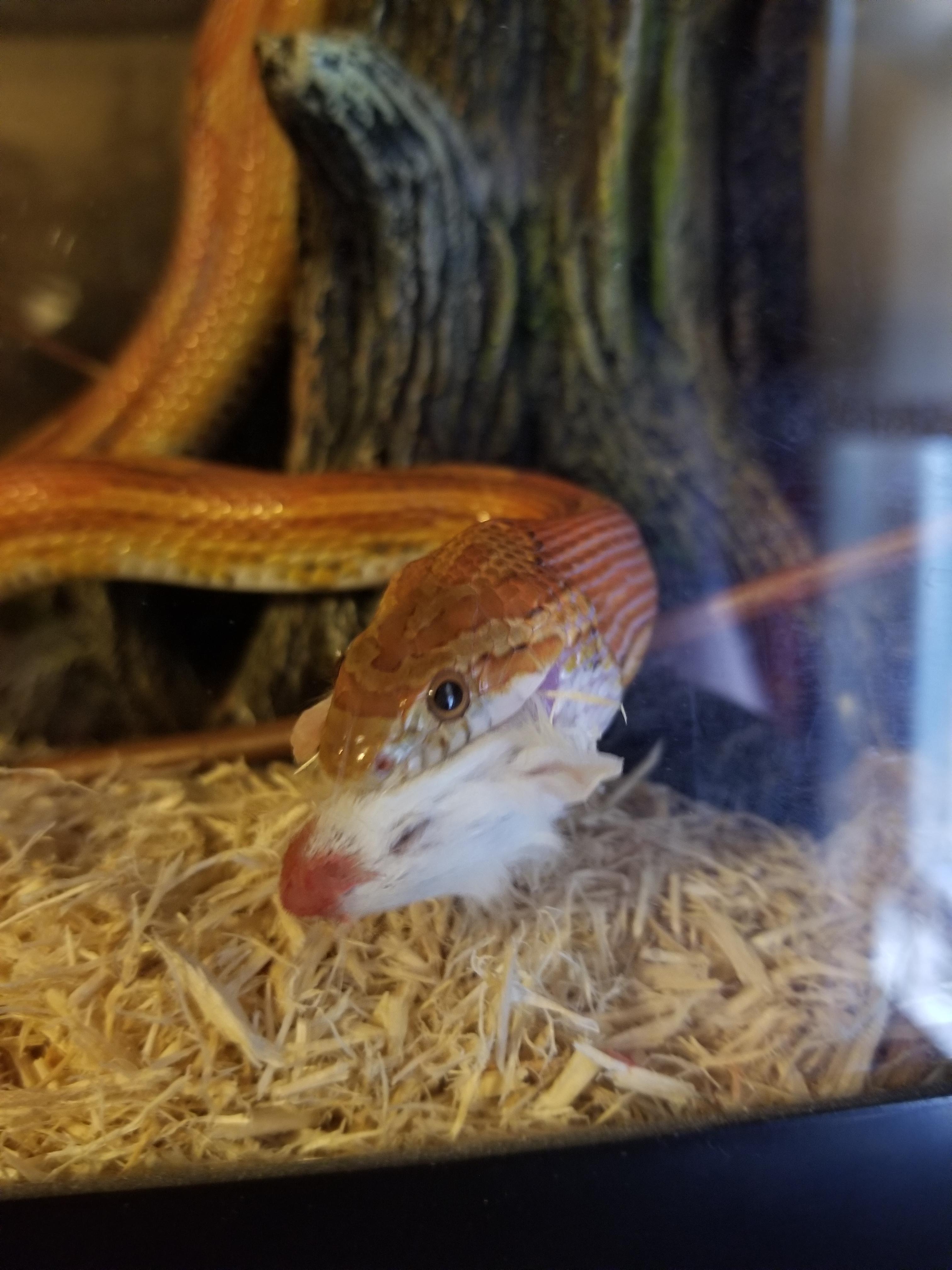 The feeding r/snakes