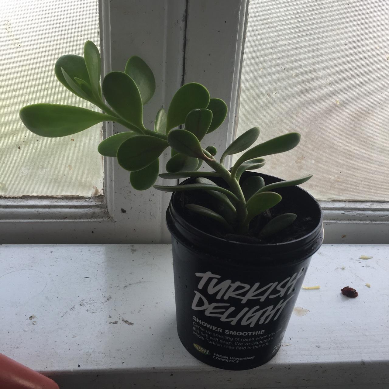 Succulent Emergency he grew too tall and is now falling over! Any