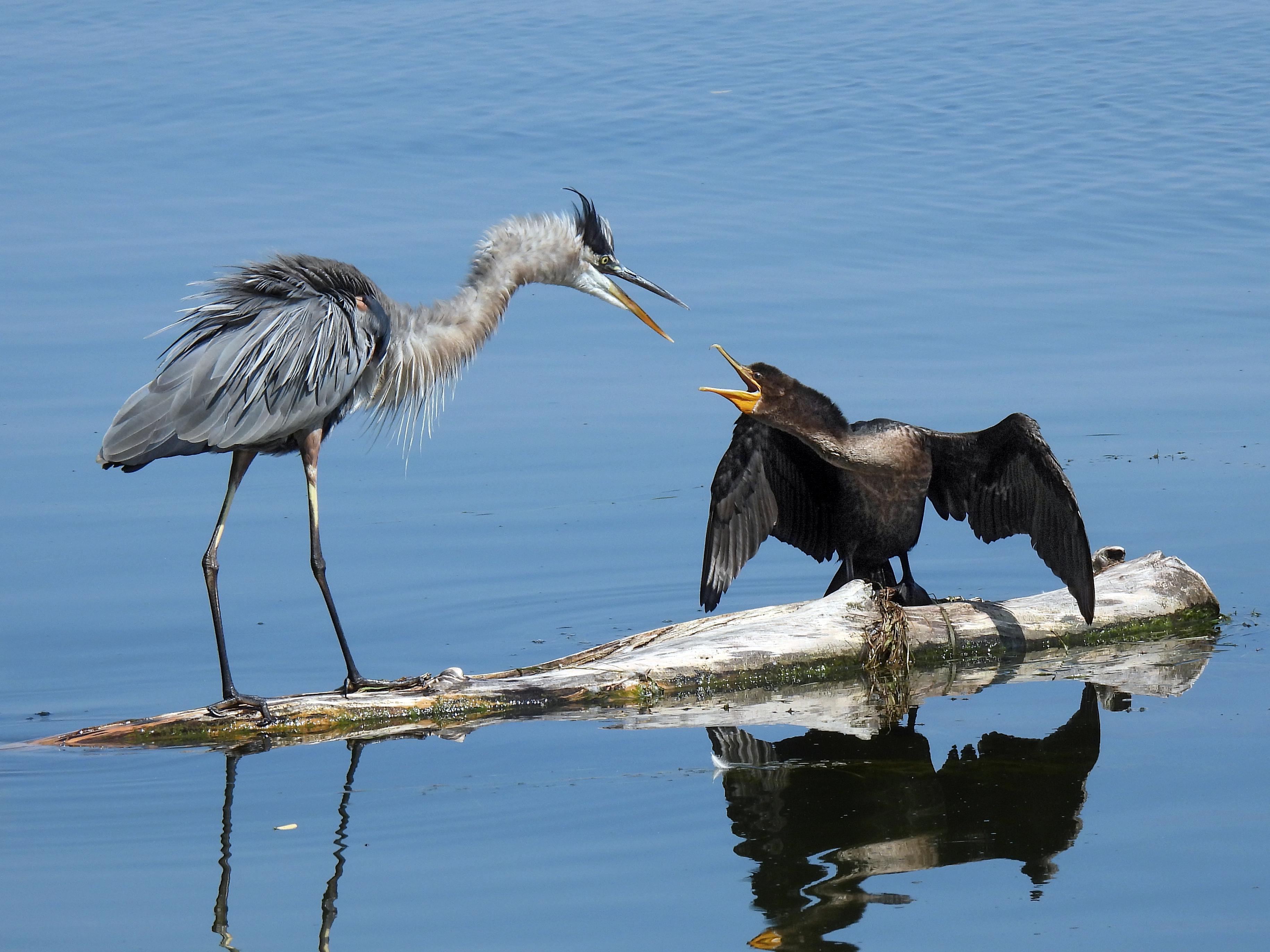 A heron and a cormorant arguing over a fishing spot at Presque Isle