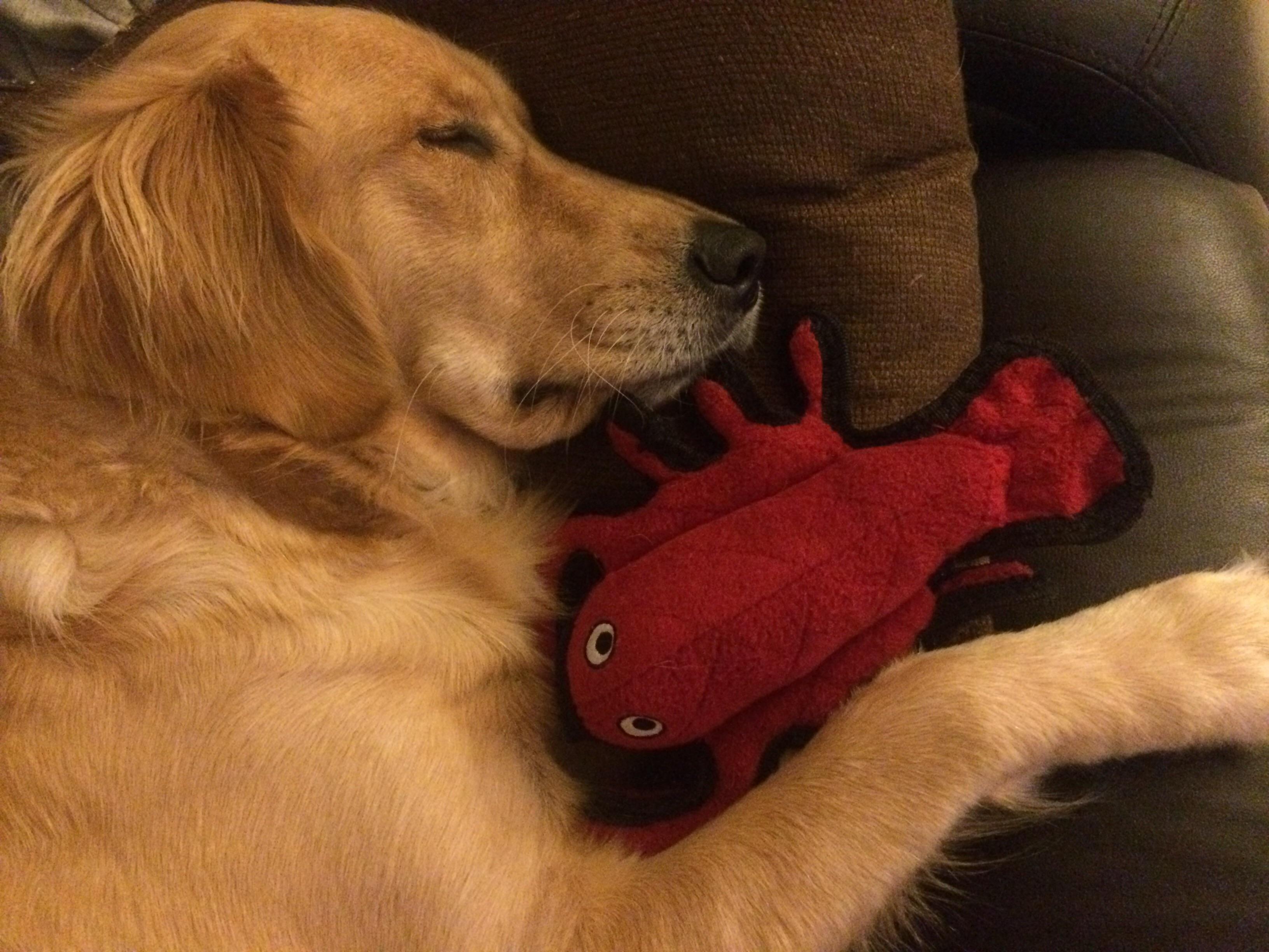 Just a dog and his lobster r/goldenretrievers