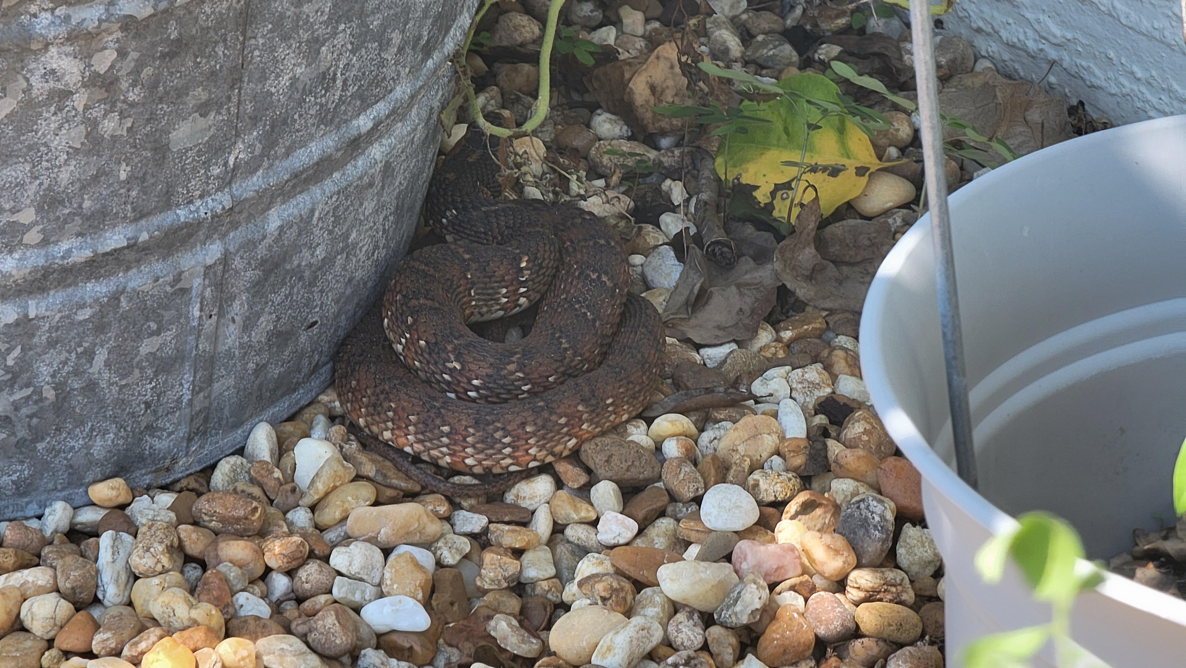 snake in Florida near lake r/whatsthissnake