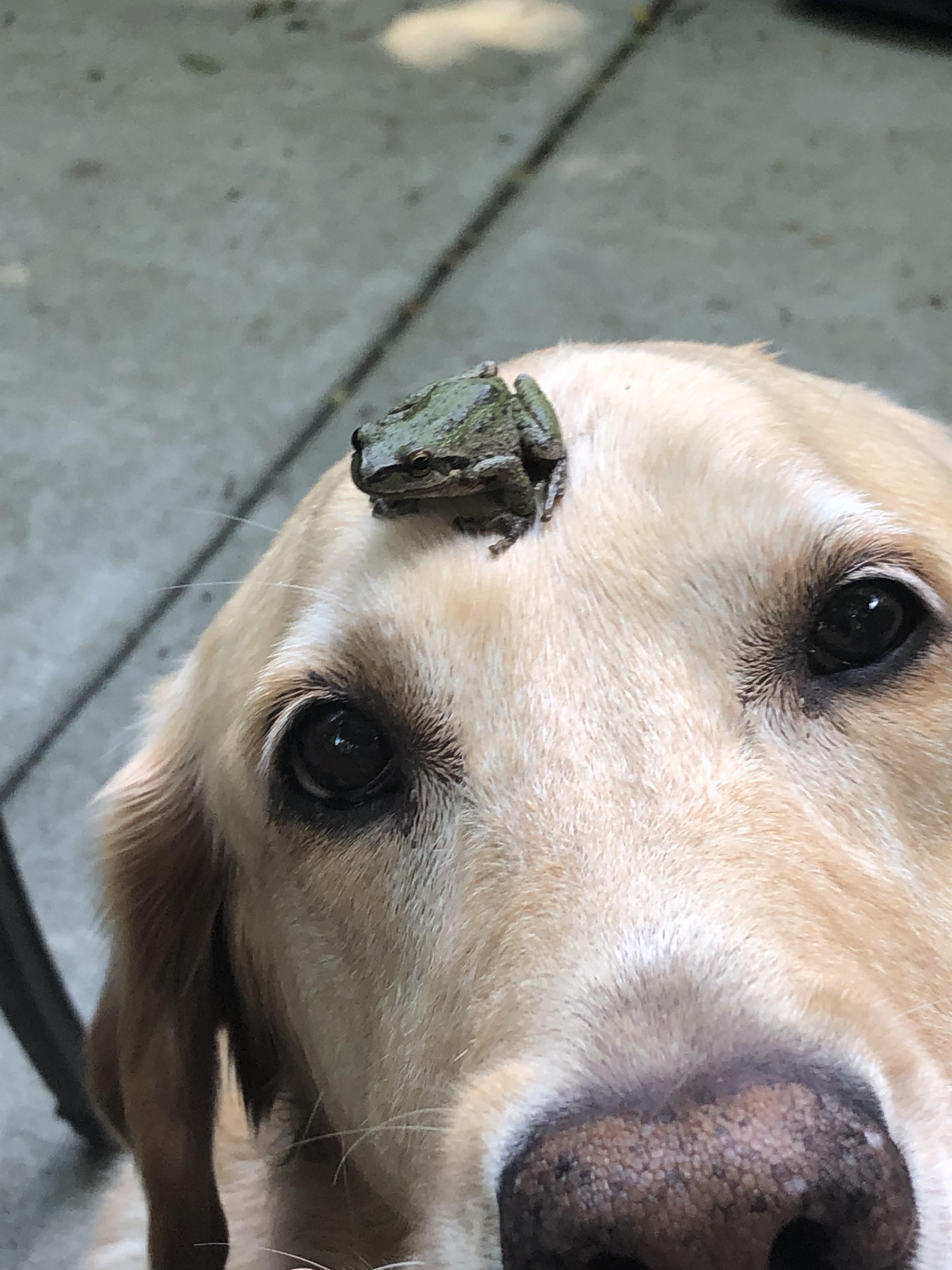Frog on dog... new Dr. Seuss book? r/aww
