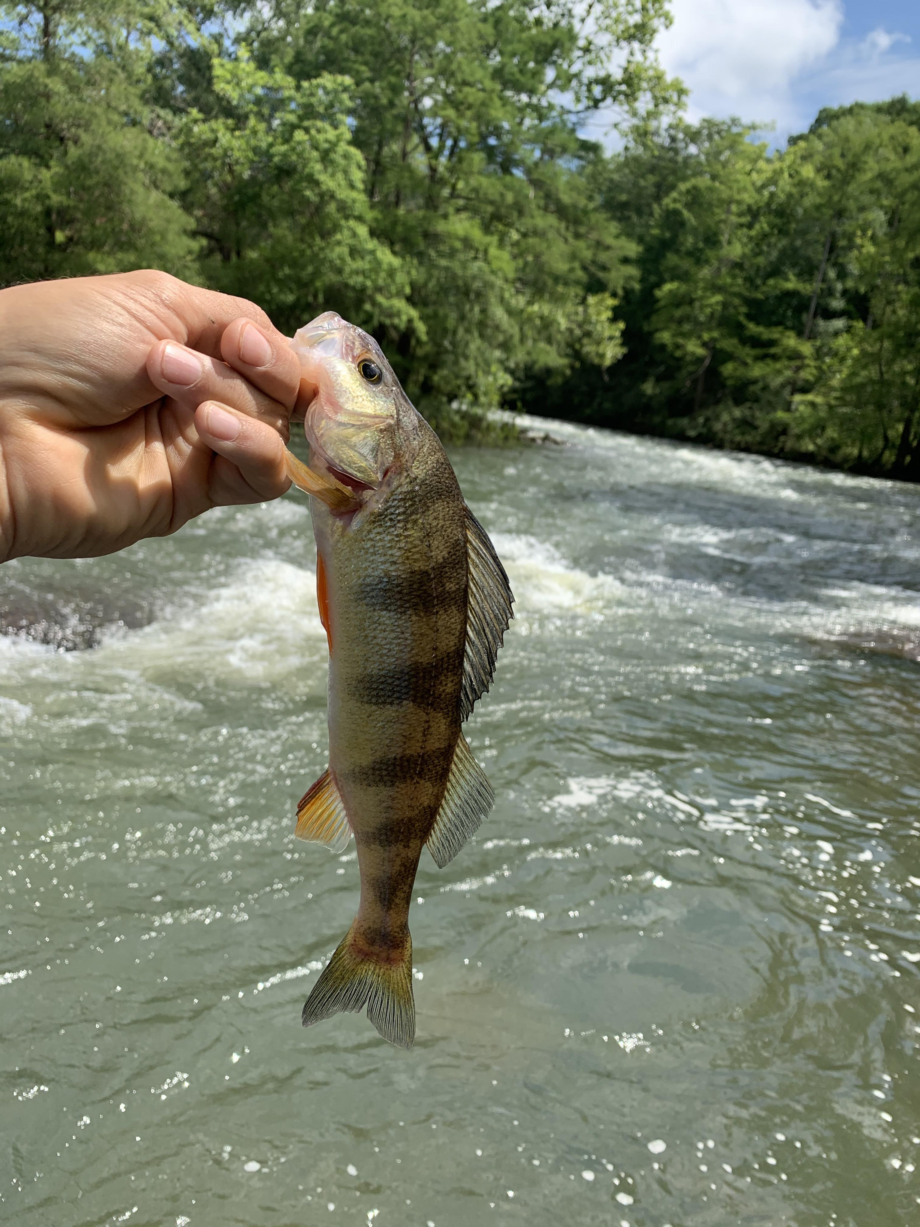 Caught my first perch today in the Tallapoosa river r/Fishing