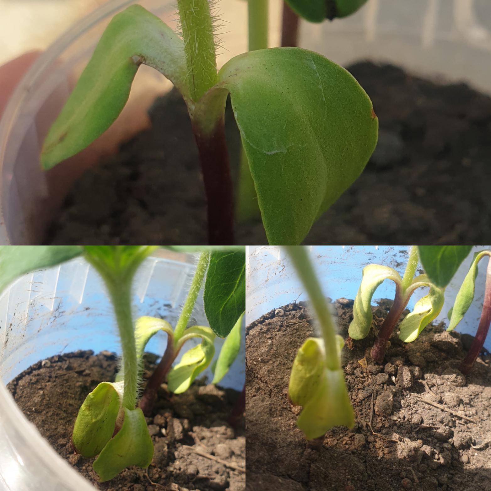 Two week old sunflower seedlings leaves' are droopy. I noticed this two