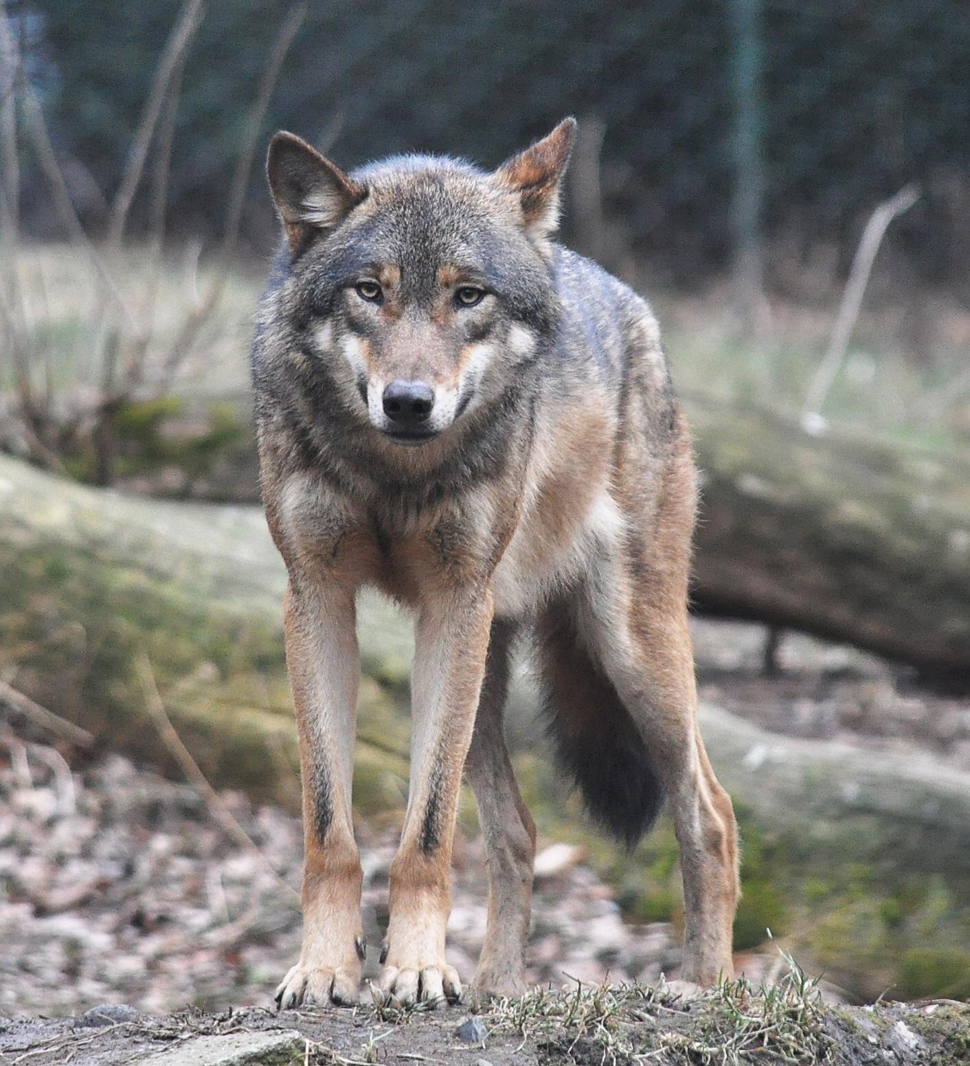 The Grey Wolf is known as the Timber Wolf in North America and the White Wolf in the Arctic, or
