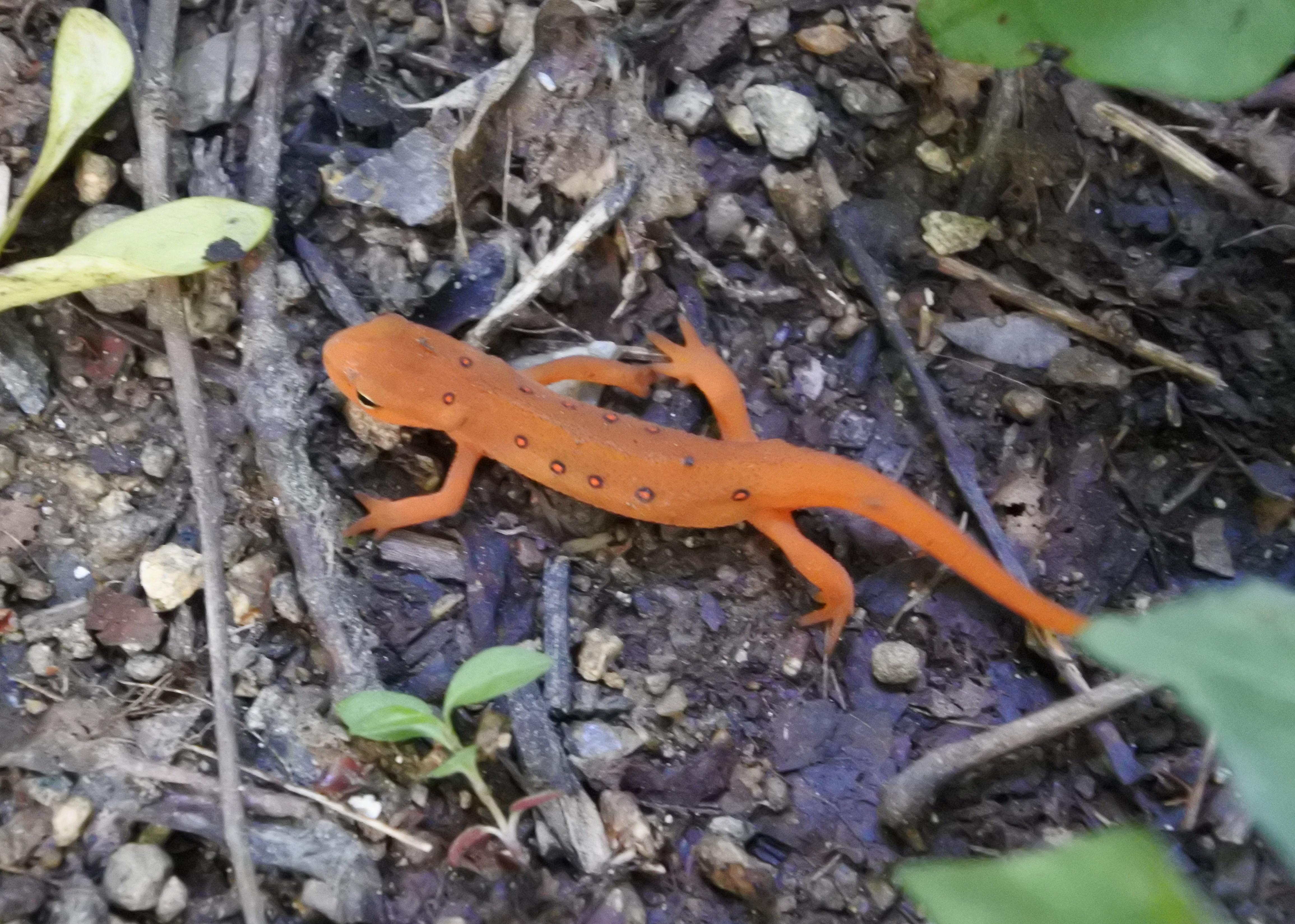 Salamander from southern VA. r/wildlifephotography