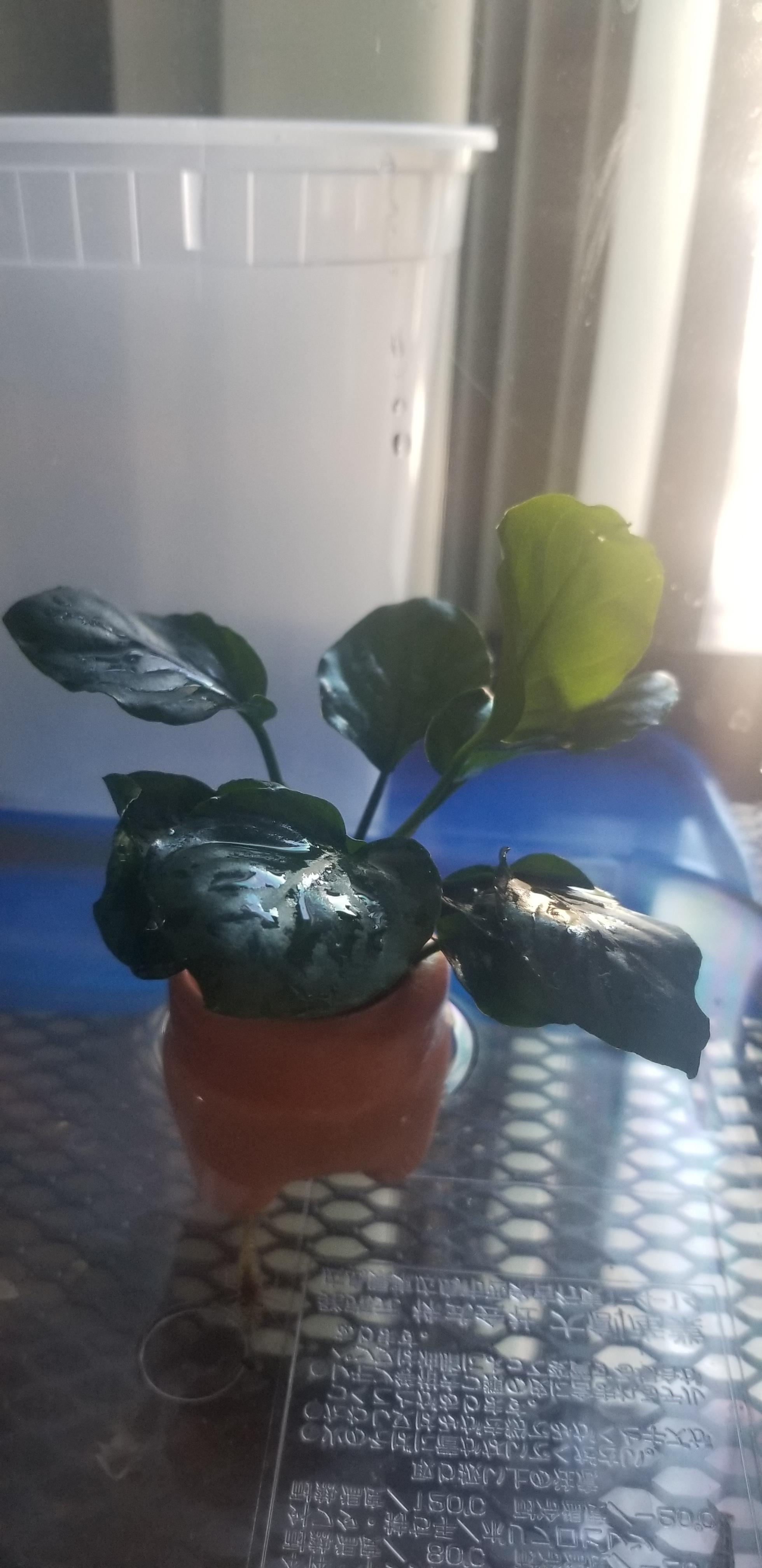 Wife picked this up at Petco, because she thought the pot was cute