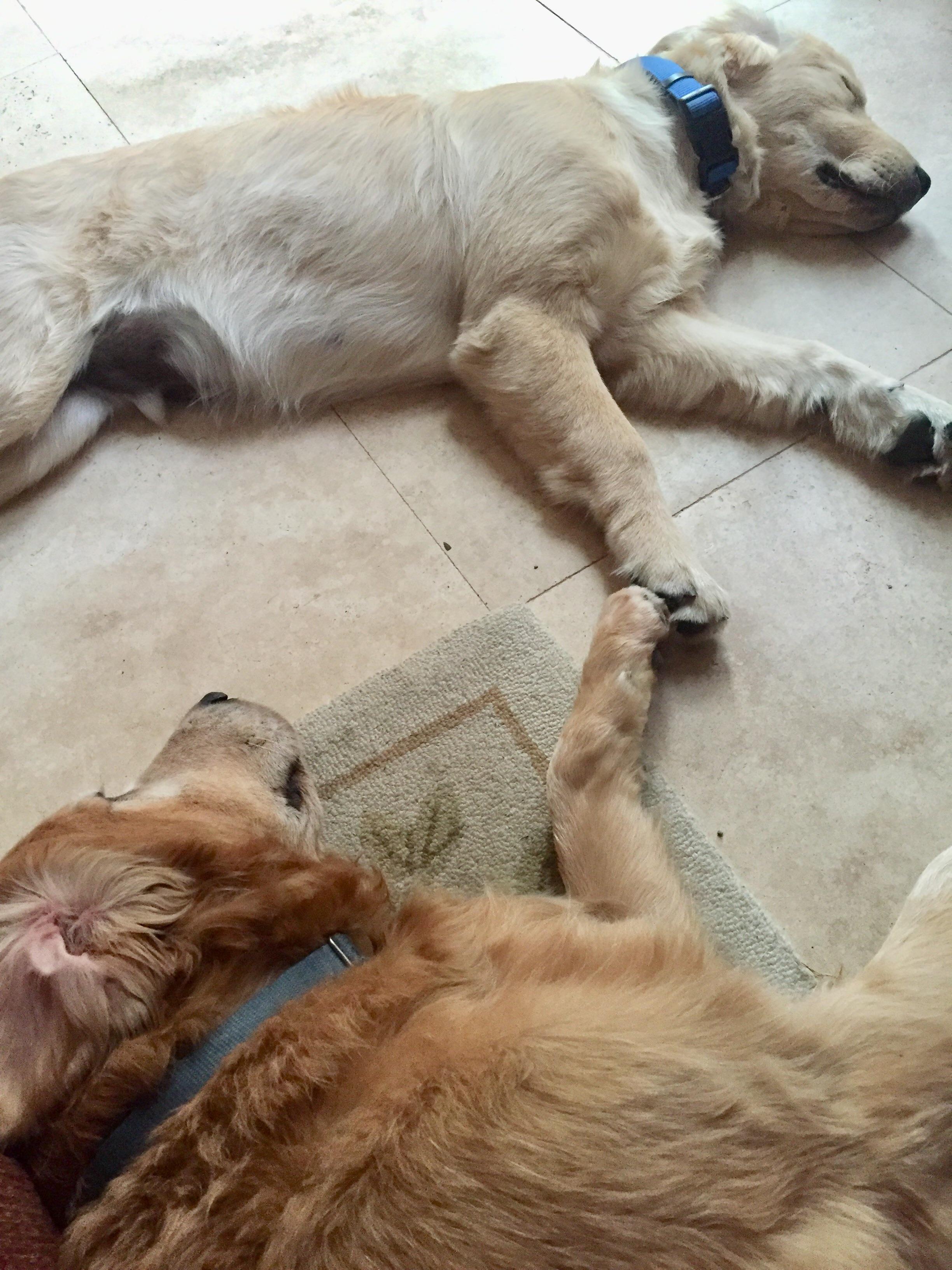 Brought home new puppy a week ago. Our older dog took some time to