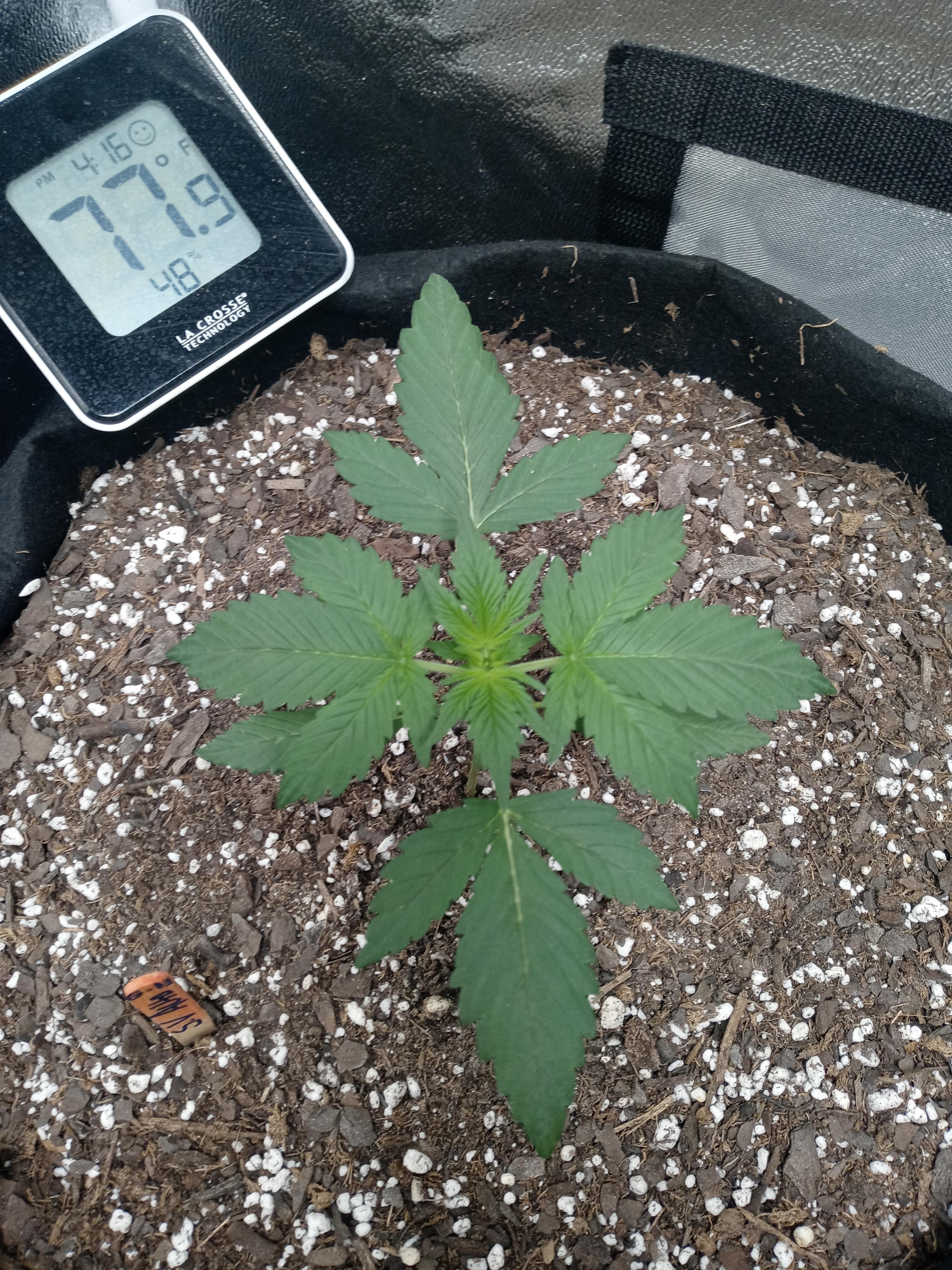 Was above soil the 11th of this month. Sunset vibes auto by G13 labs