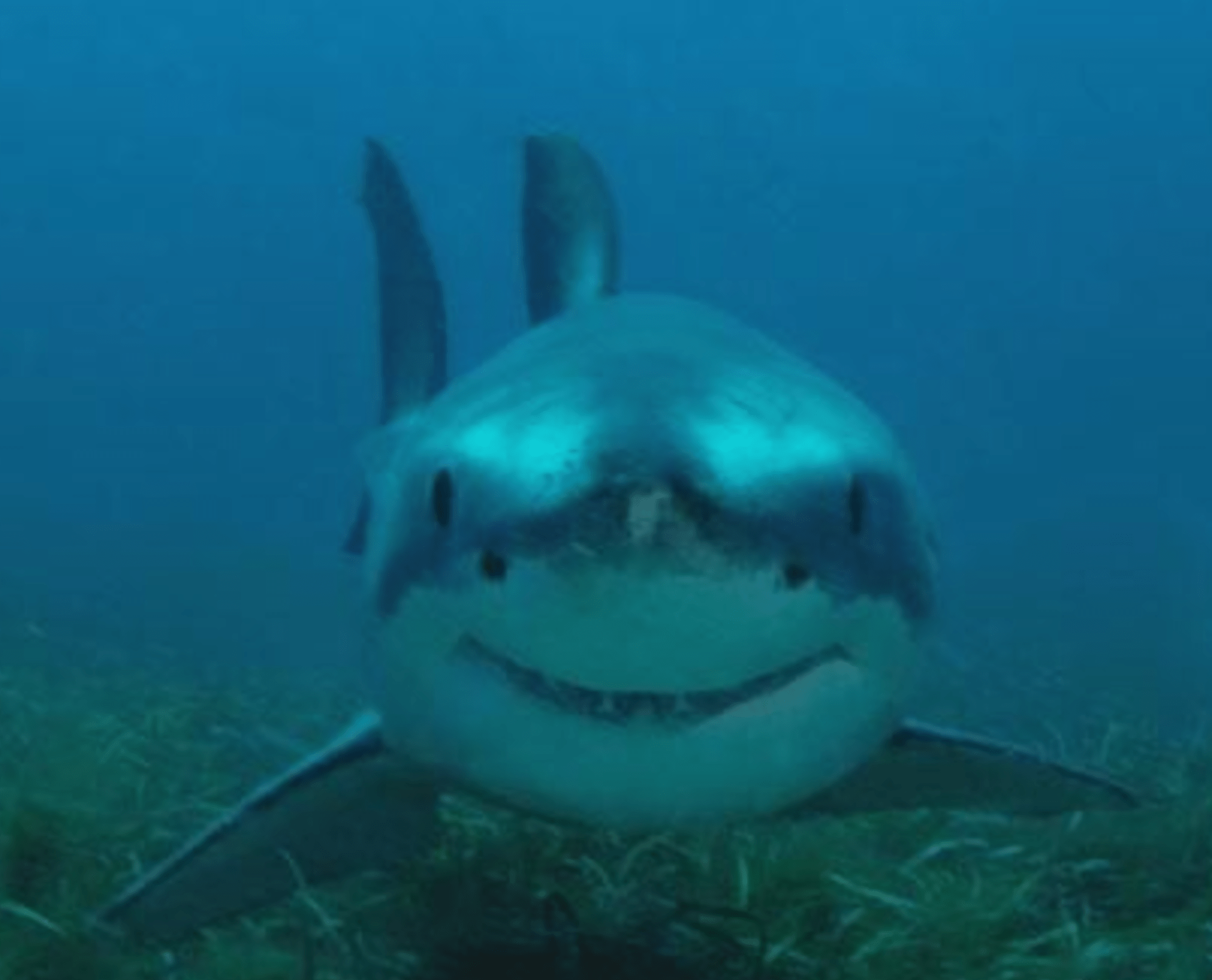 look at this cute great white shark r/aww