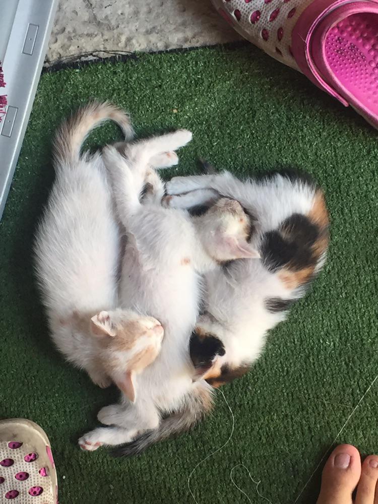 Kitten for adoption r/lebanon
