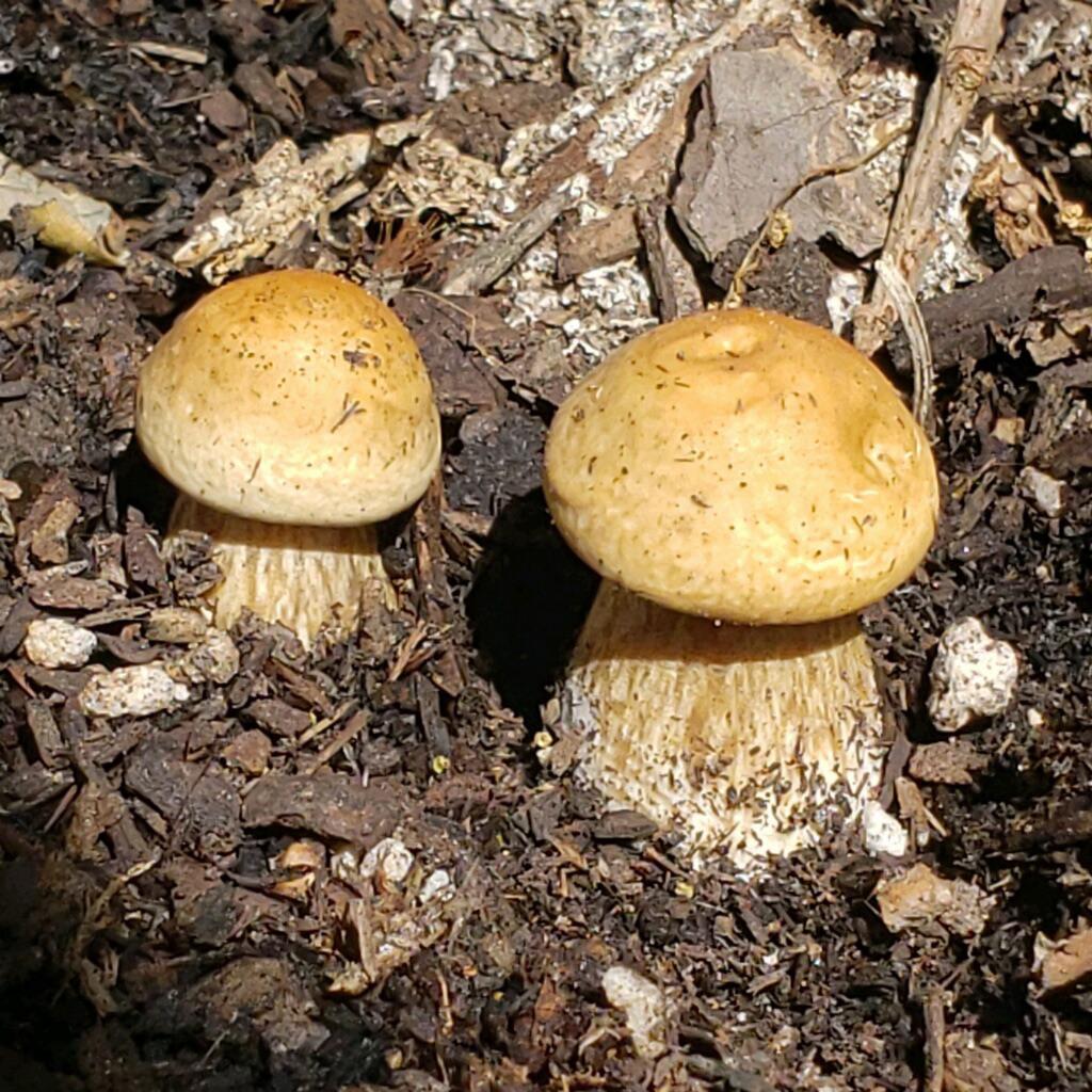 What is this? Found growing in a friends garden in Northern California