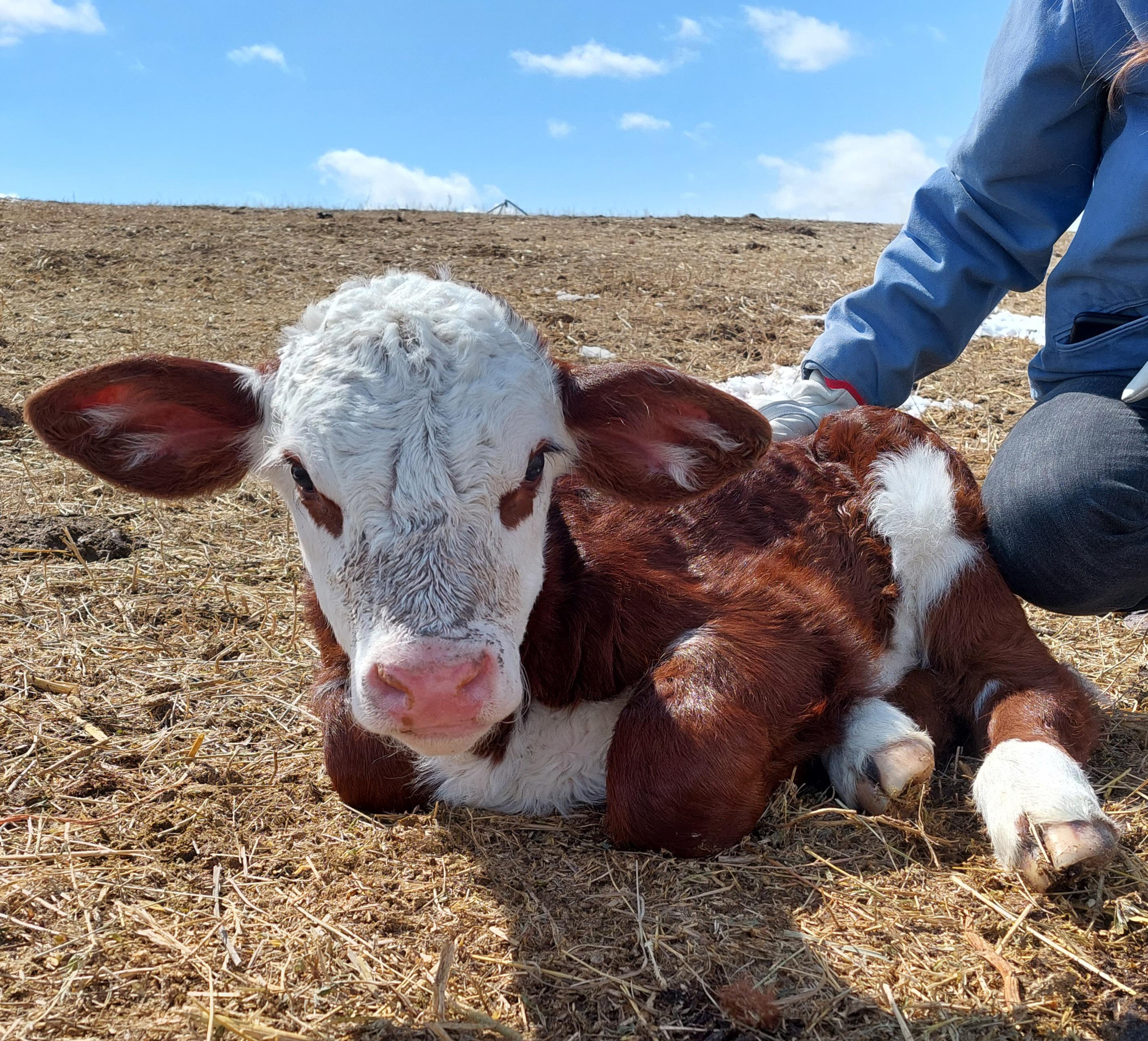 calving season at the ranch! r/homestead