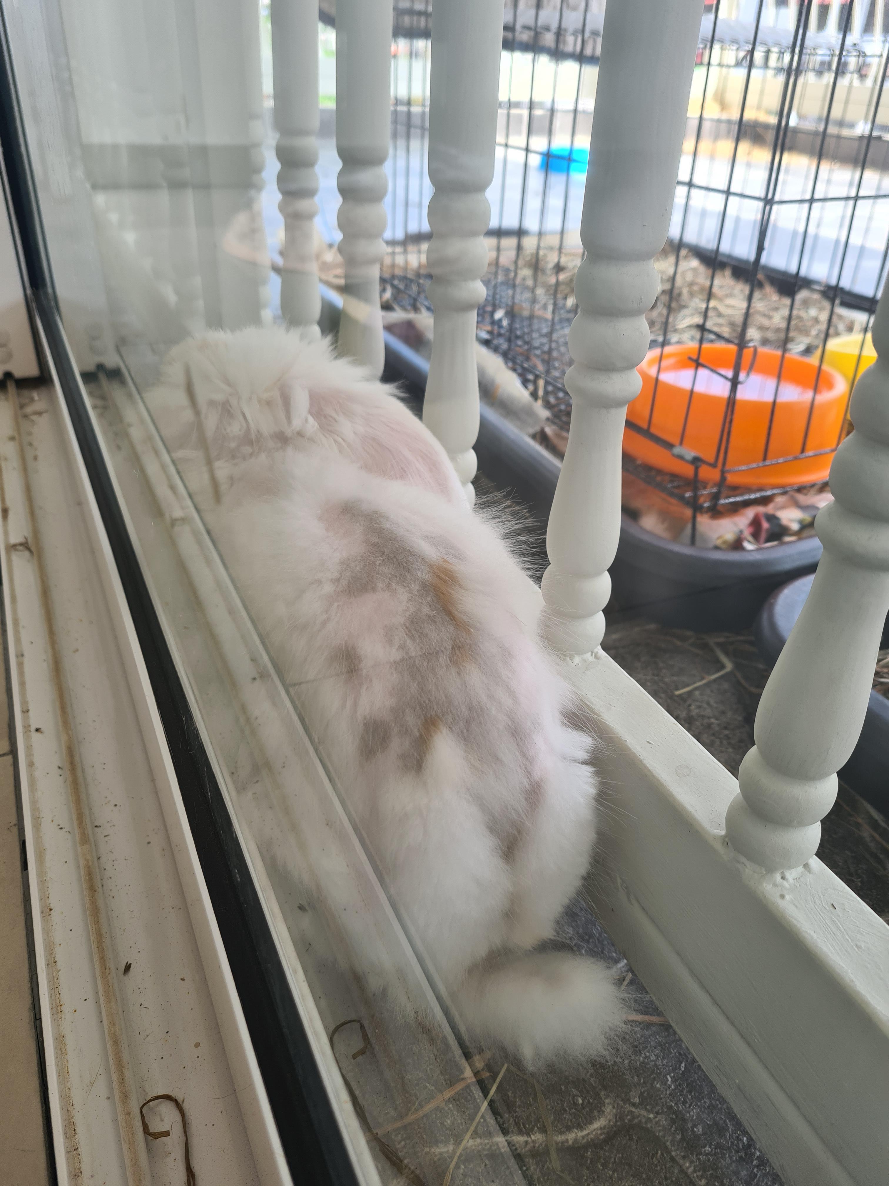 Fur not growing back on dark patches r/Rabbits