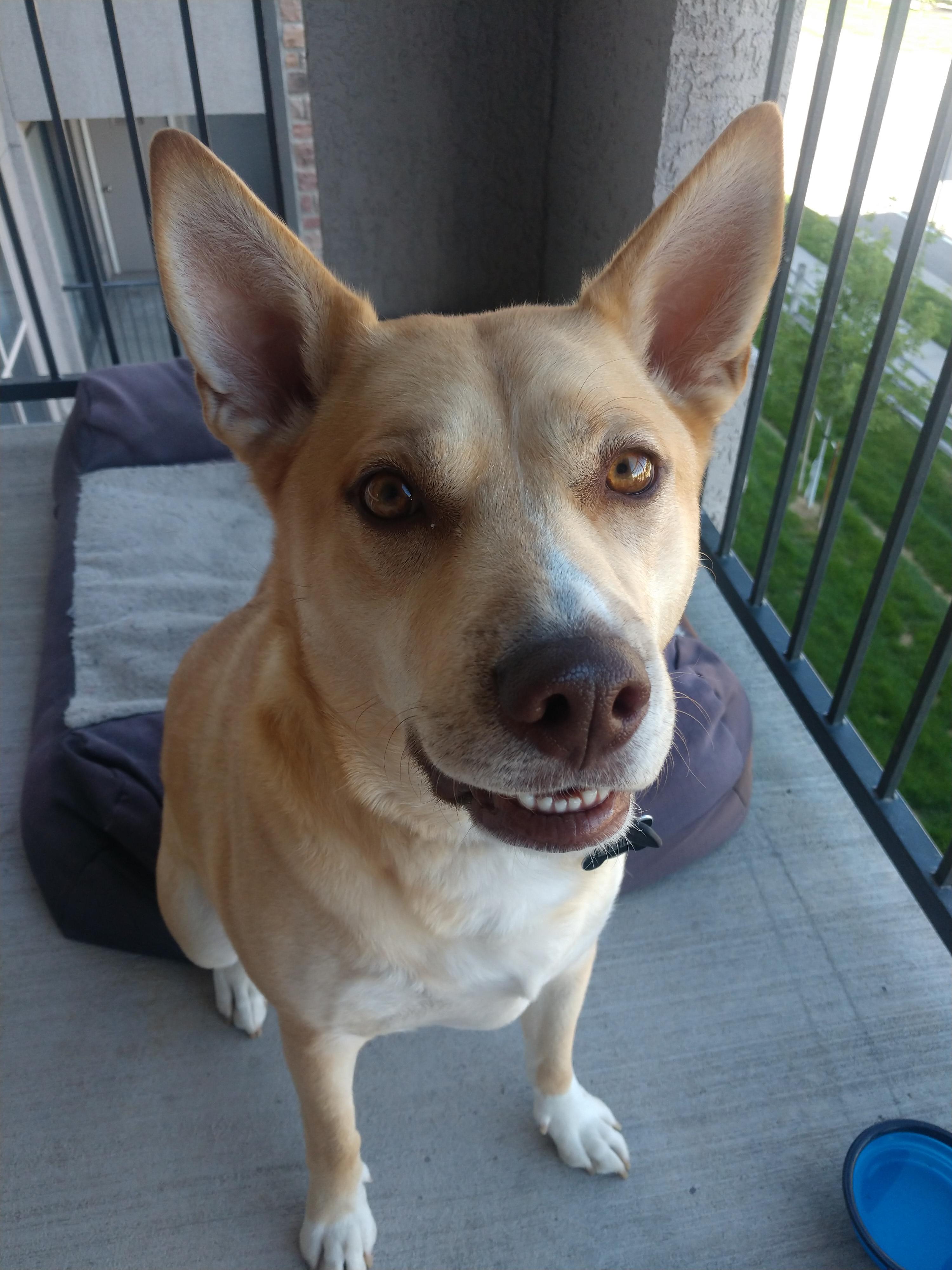 Just found this subreddit, is....is my dog a dingo?! r/carolinadogs