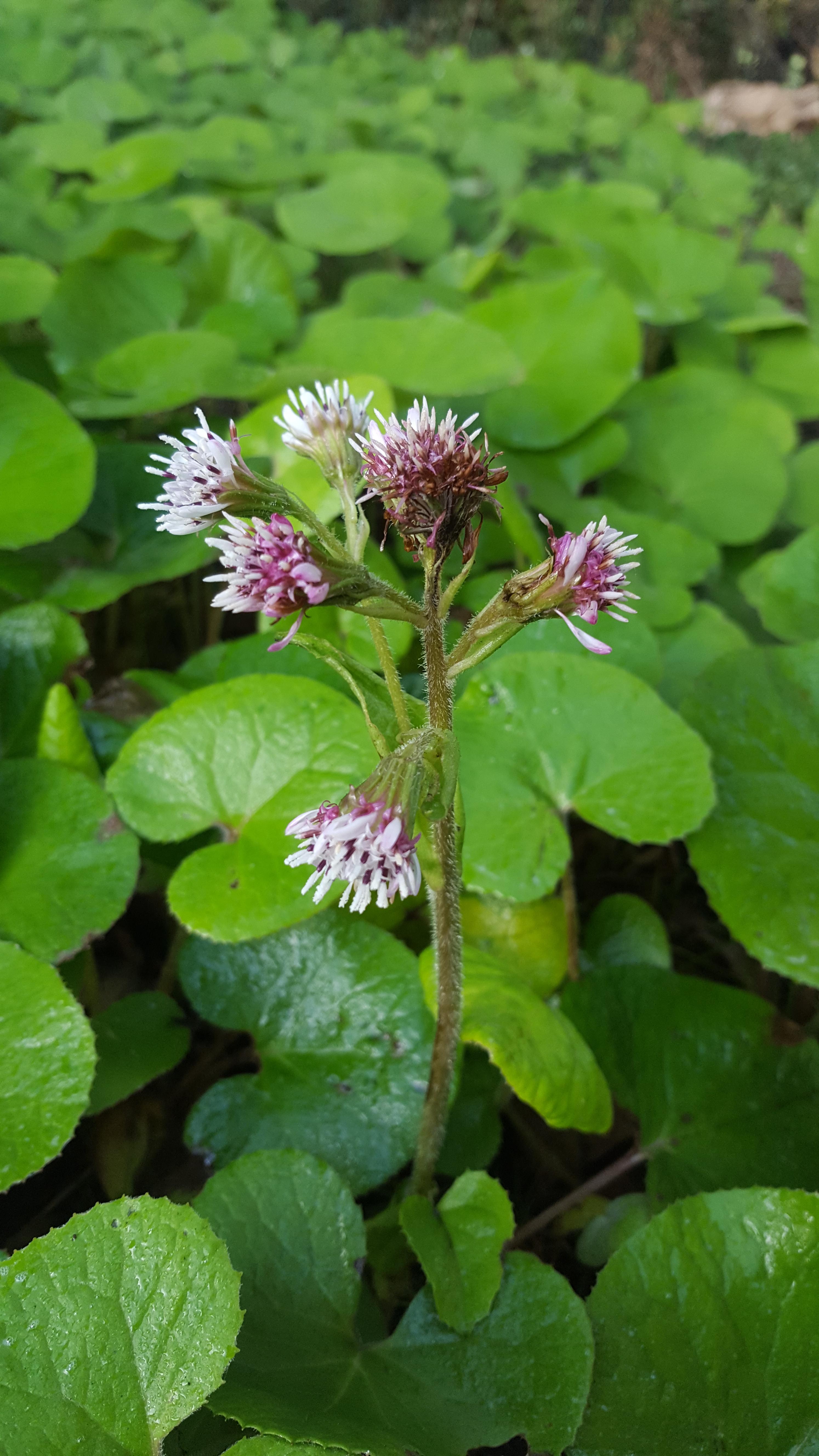 Fast spreading broadleaf (now with flower!) r/whatsthisplant