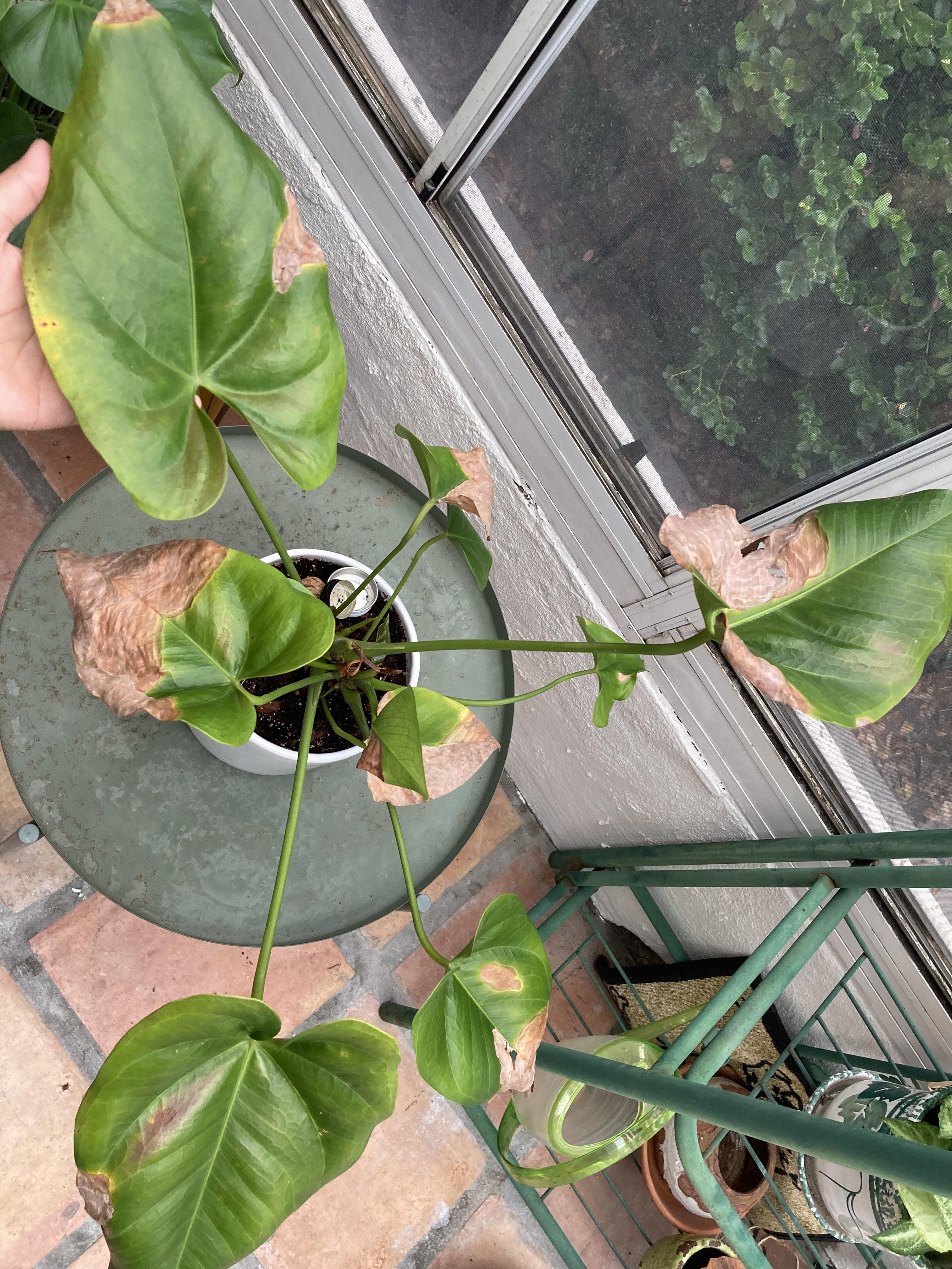 Help, I don’t know what my Anthurium needs.. I changed the soil and